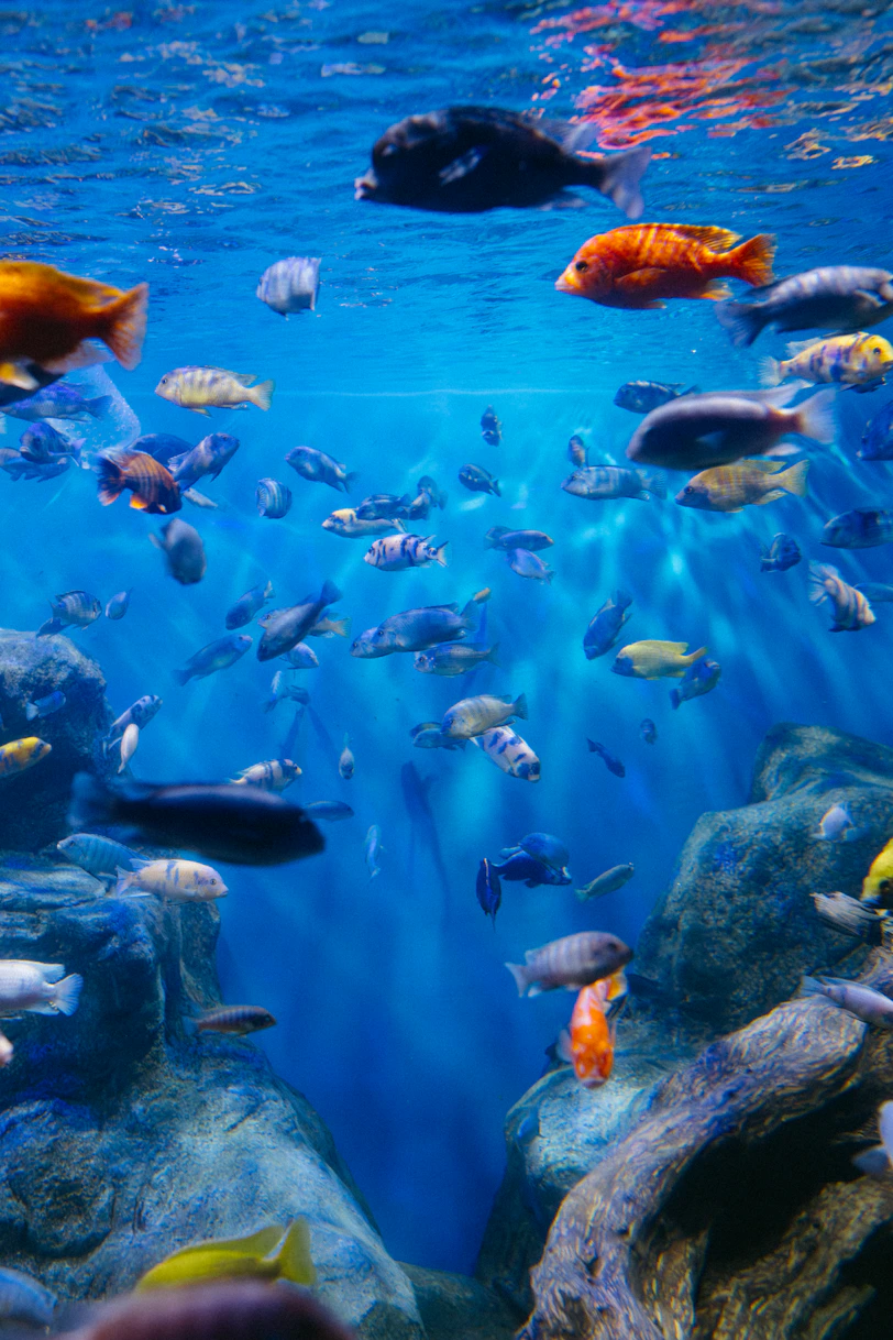 Various colorful fish swimming in a clear blue aquarium.