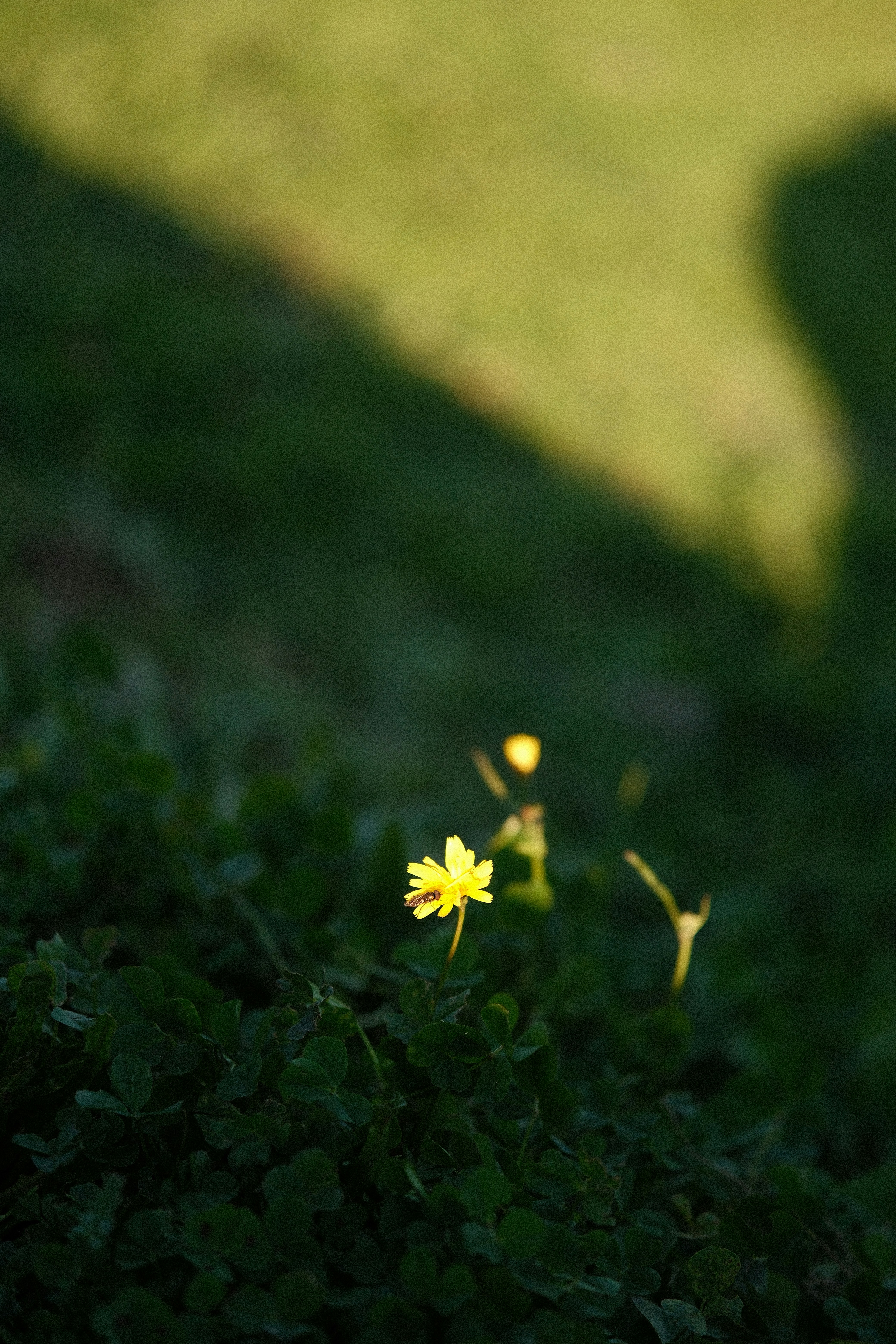 Photo by yaguer