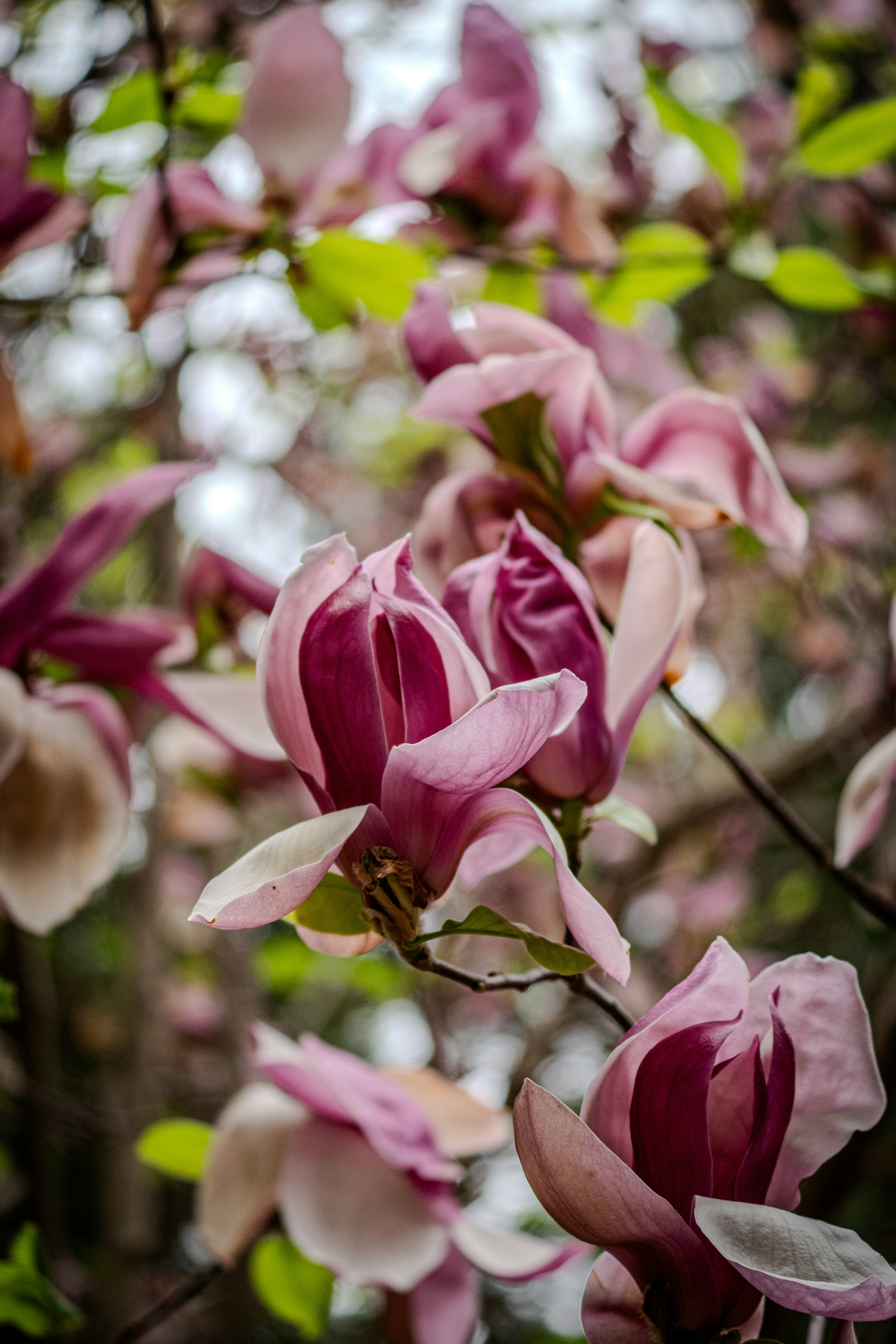 Photo by ainr