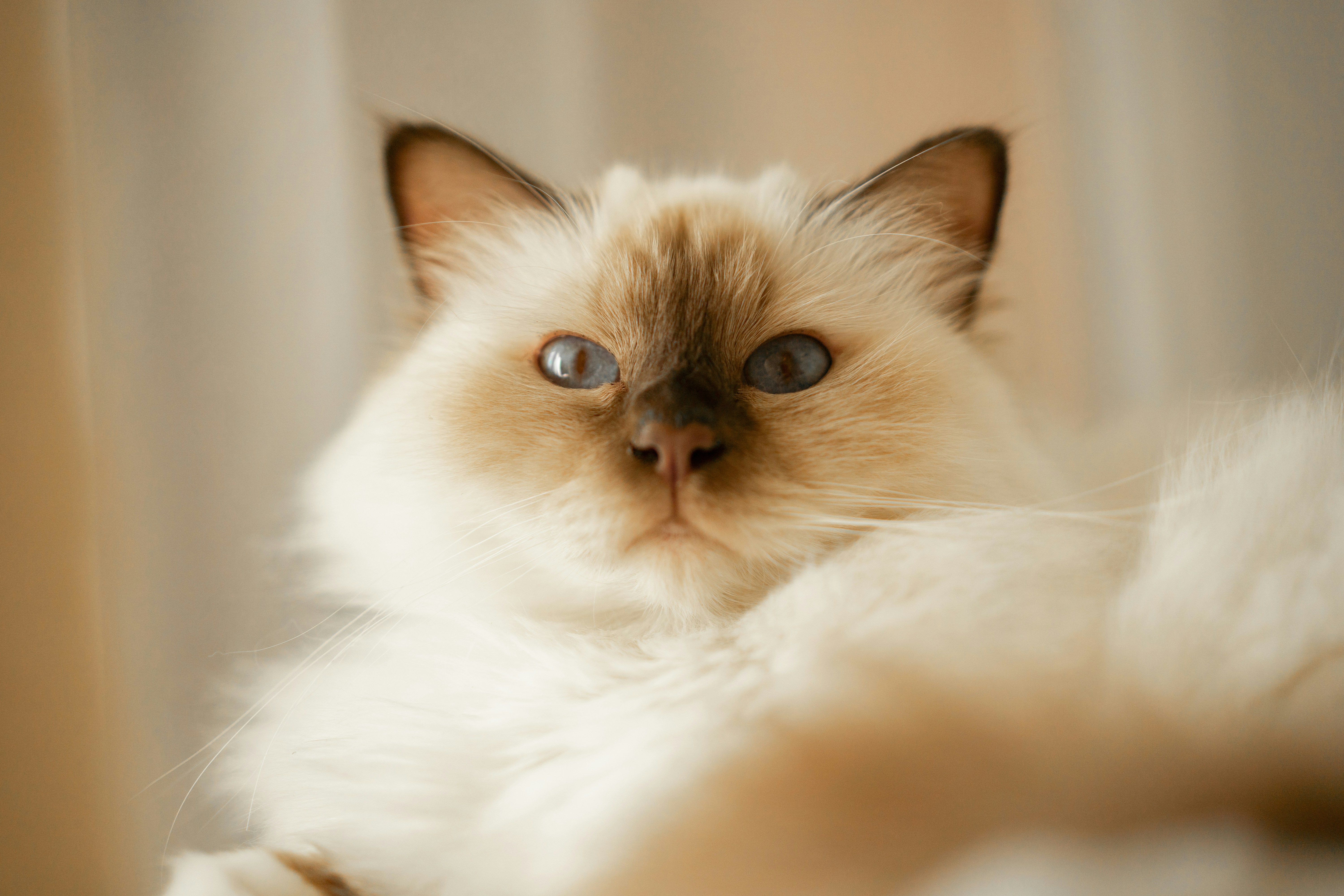 Un chat duveteux au pelage clair et aux pointes brun foncé.