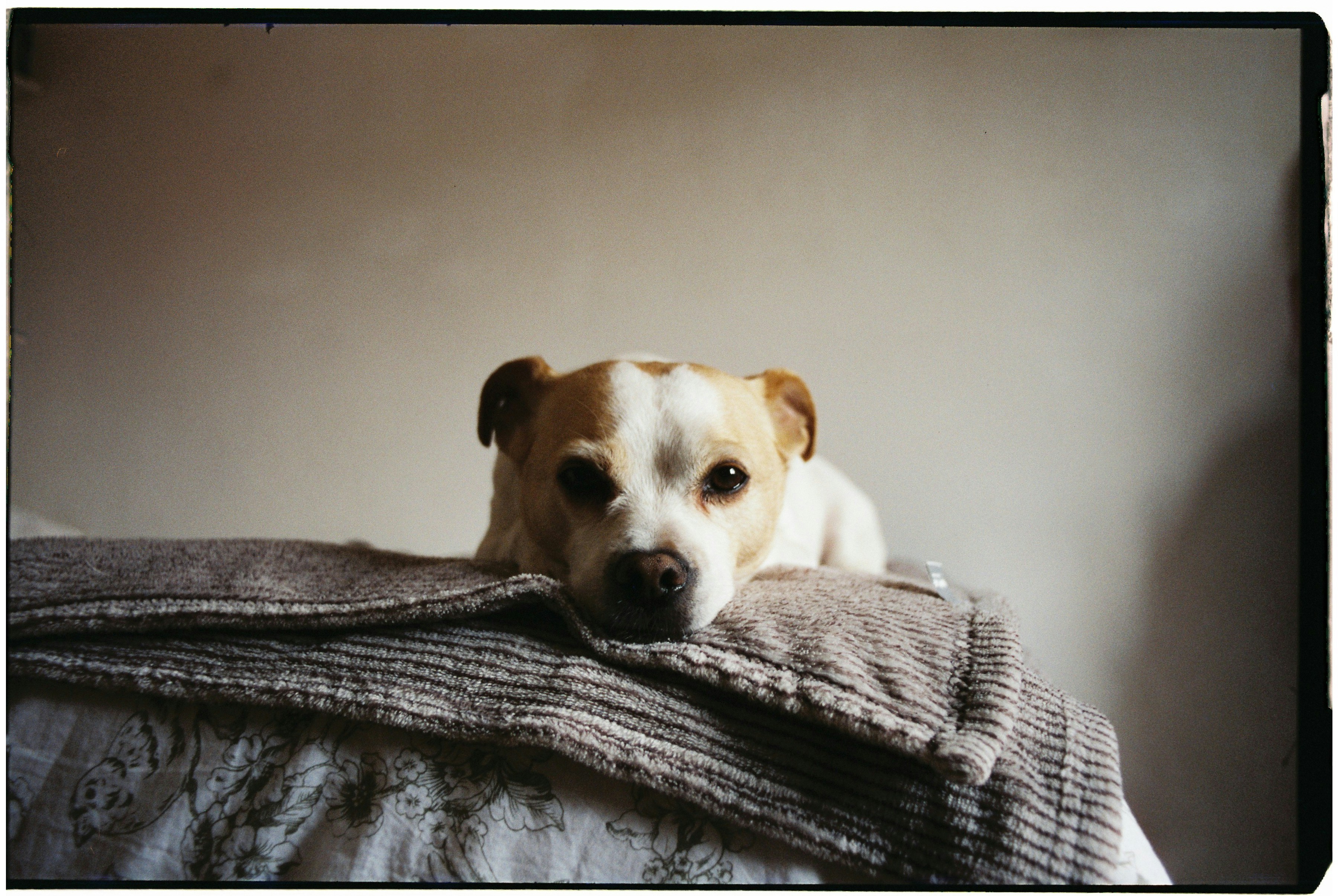 A brown and white dog resting on a bed. photo – Free Animal Image on ...