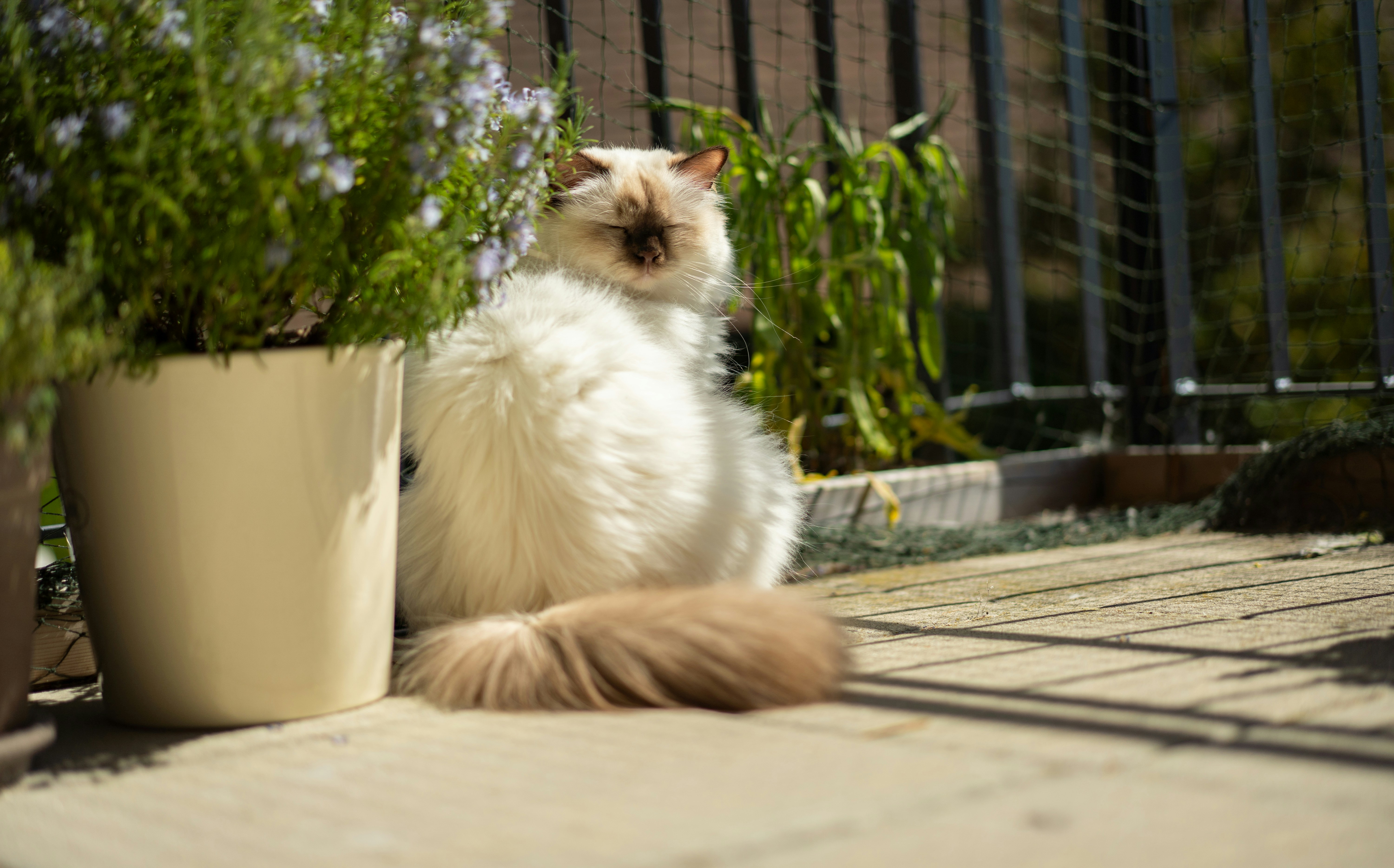 Un chat blanc duveteux assis sur une terrasse en bois ensoleillée.