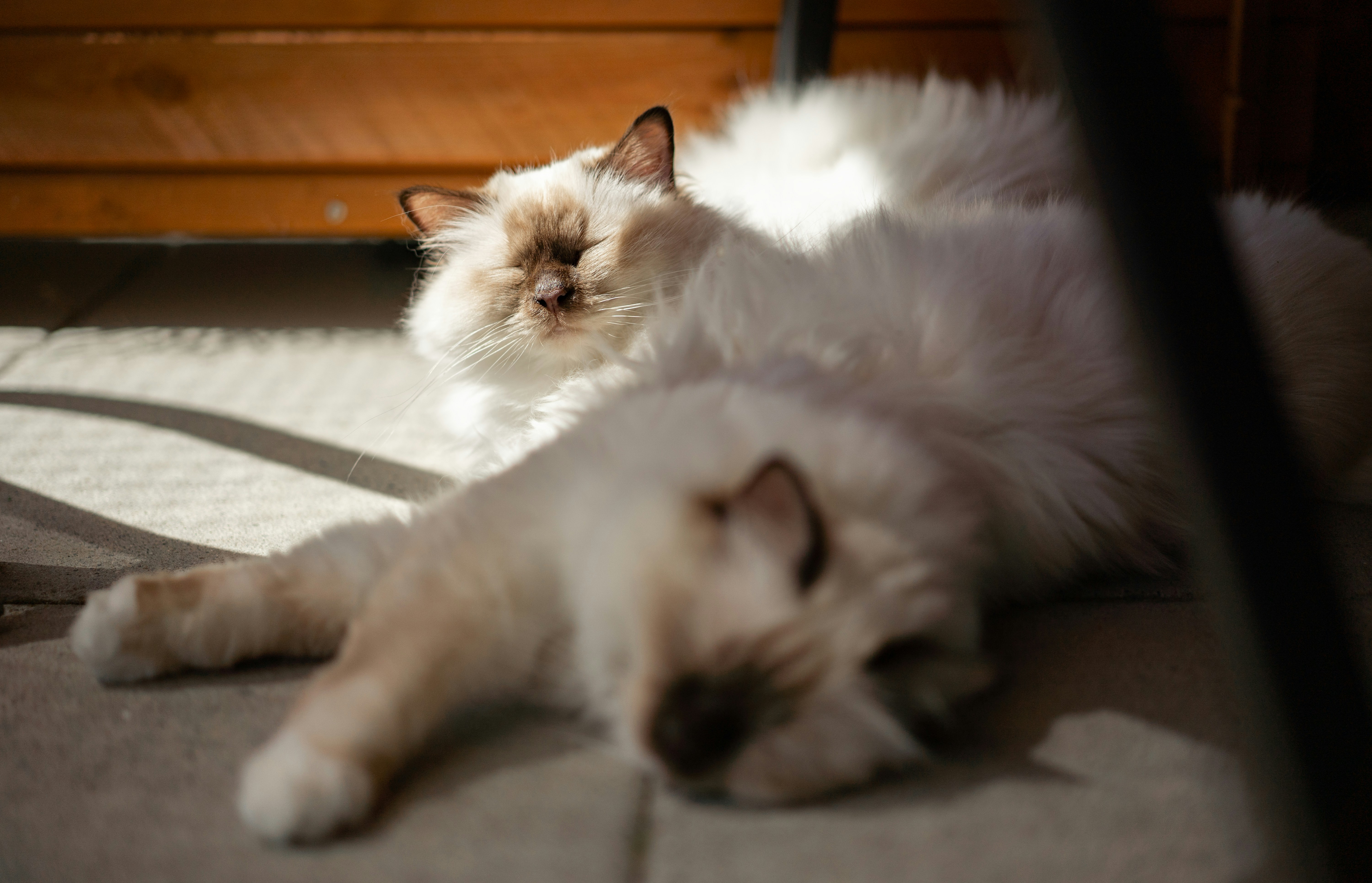 Deux chats duveteux se reposant dans une pièce baignée de soleil.