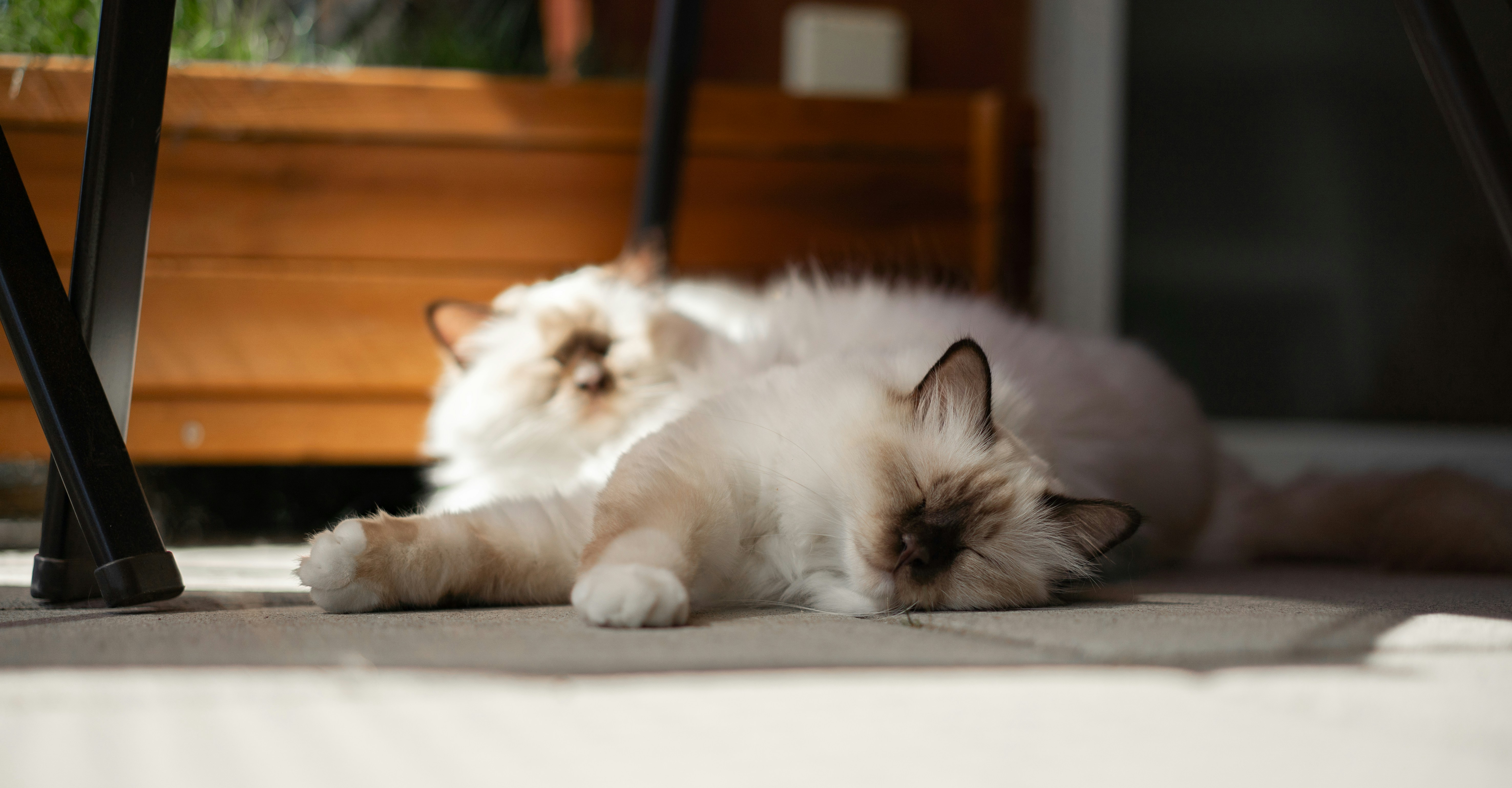Deux chats duveteux se reposant sur une terrasse ensoleillée.