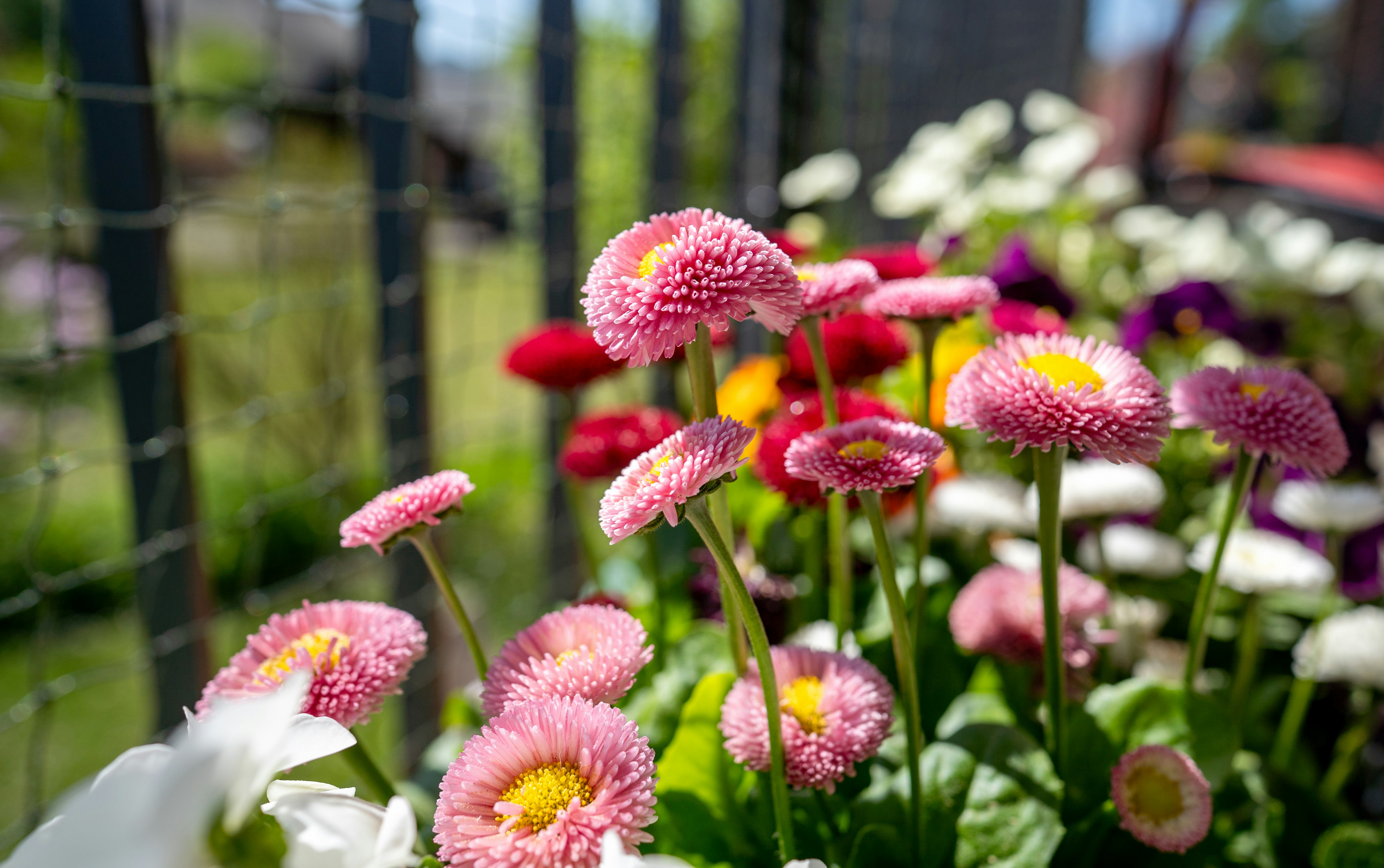Des fleurs roses semblables à des marguerites épanouissant dans un jardin.