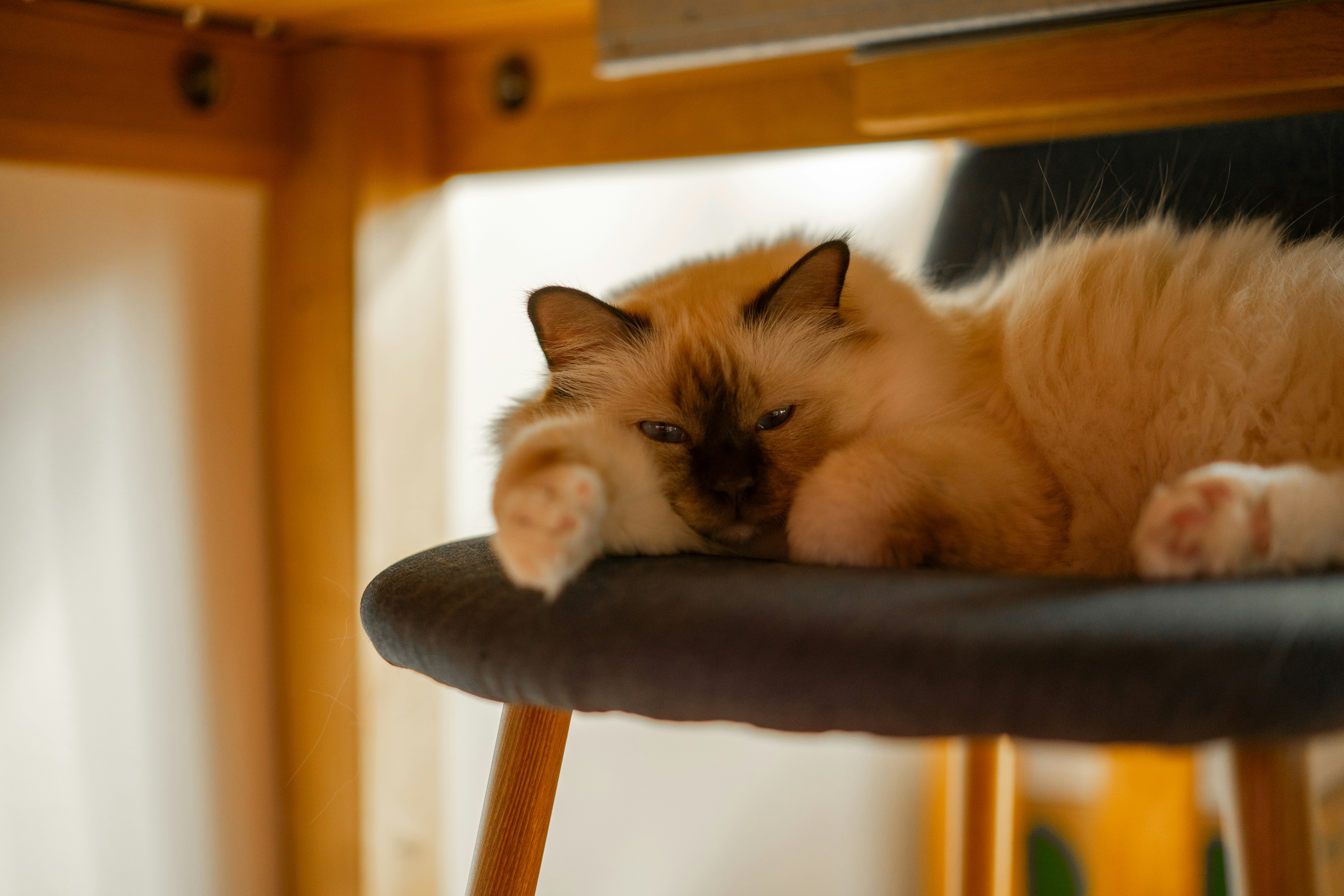Un chat clair dormant sur une chaise sombre.