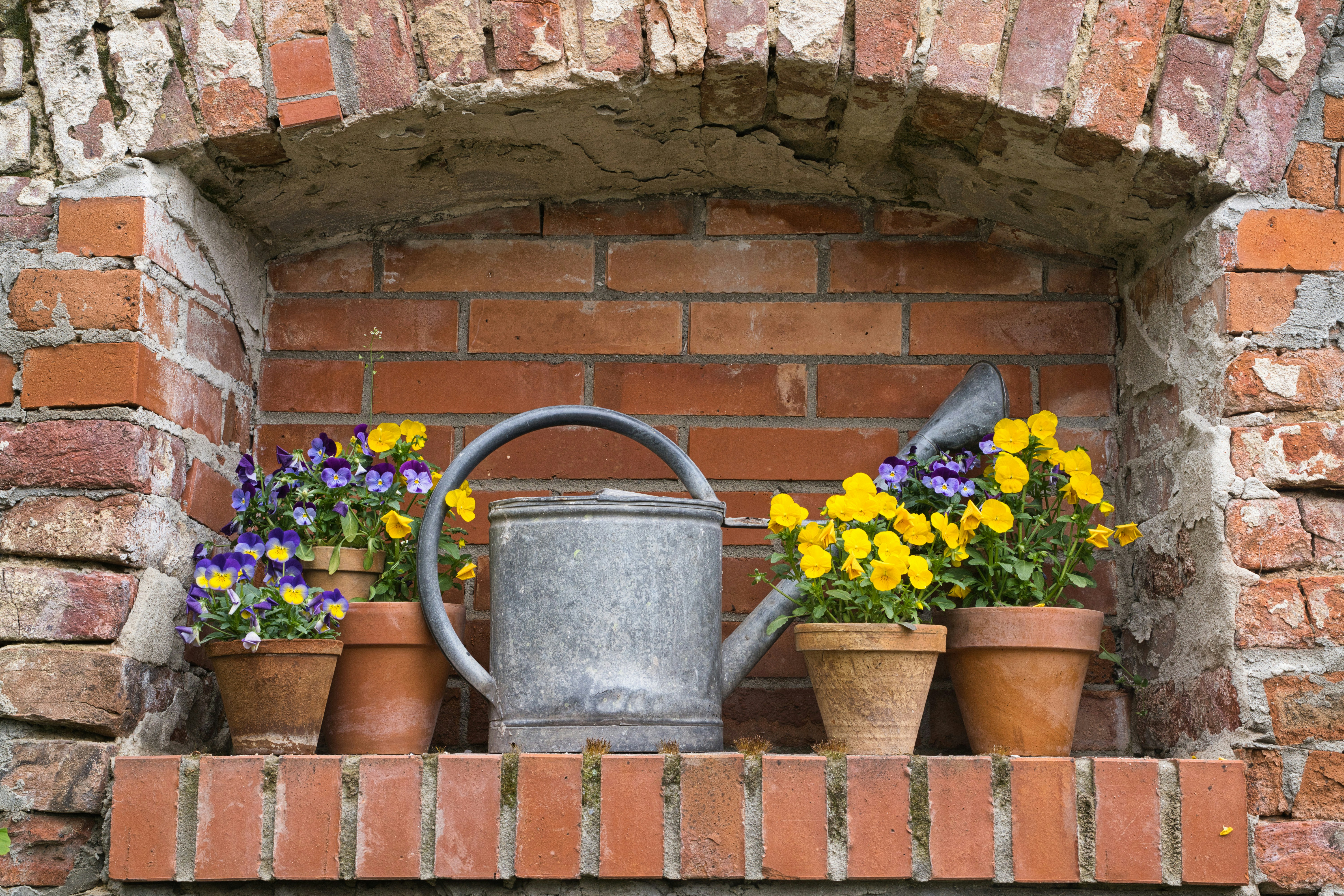 Potted flowers and watering can in a brick wall niche.