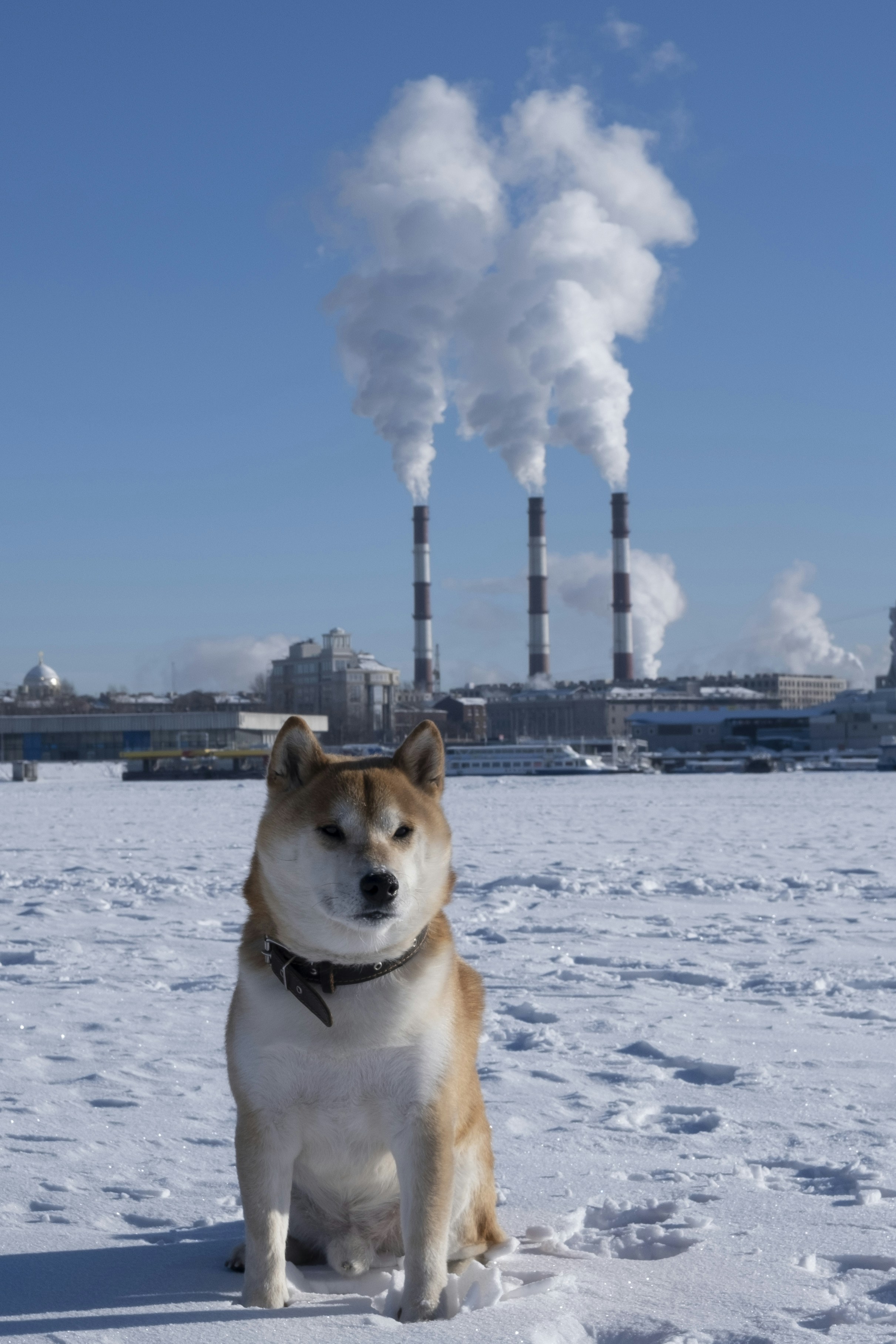 Shiba Inu cachorro na neve com chaminés industriais soltando fumaça.