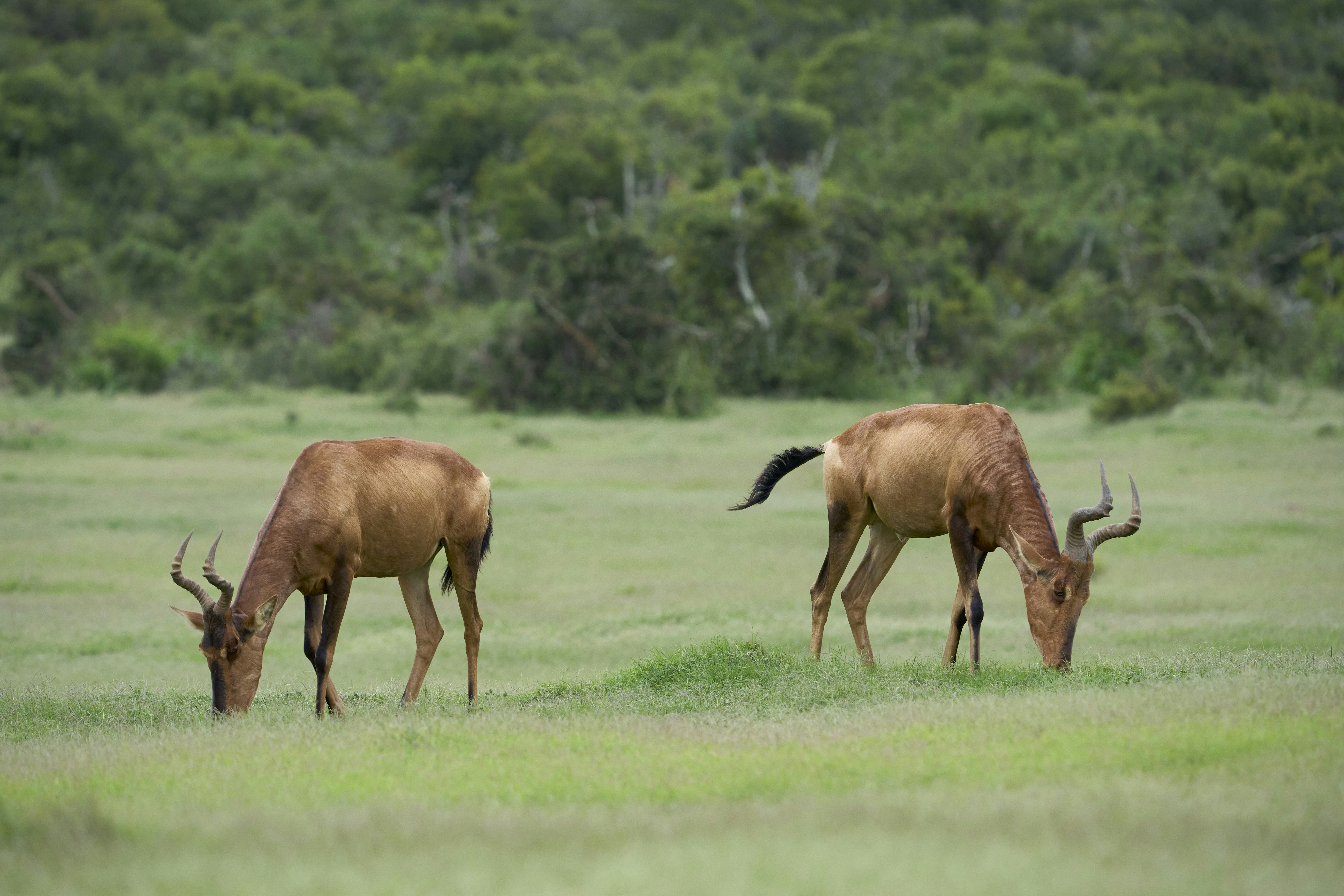 Two hartebeest grazing in a grassy field