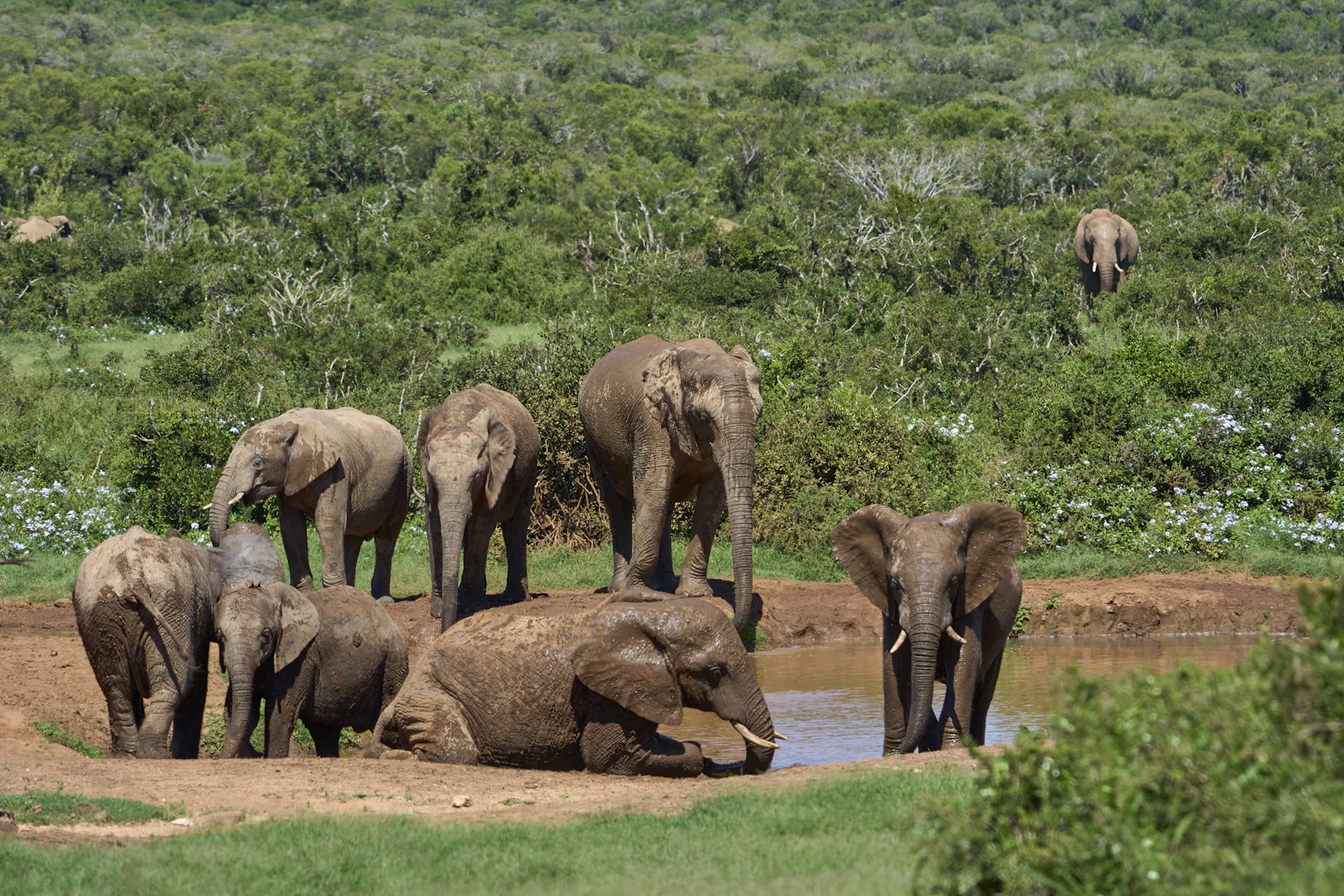 Manada de elefantes en la sabana africana durante un safari