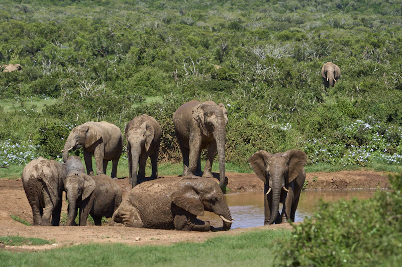 Herd of elephants gathered at a watering hole in Tarangire National Park Tanzania