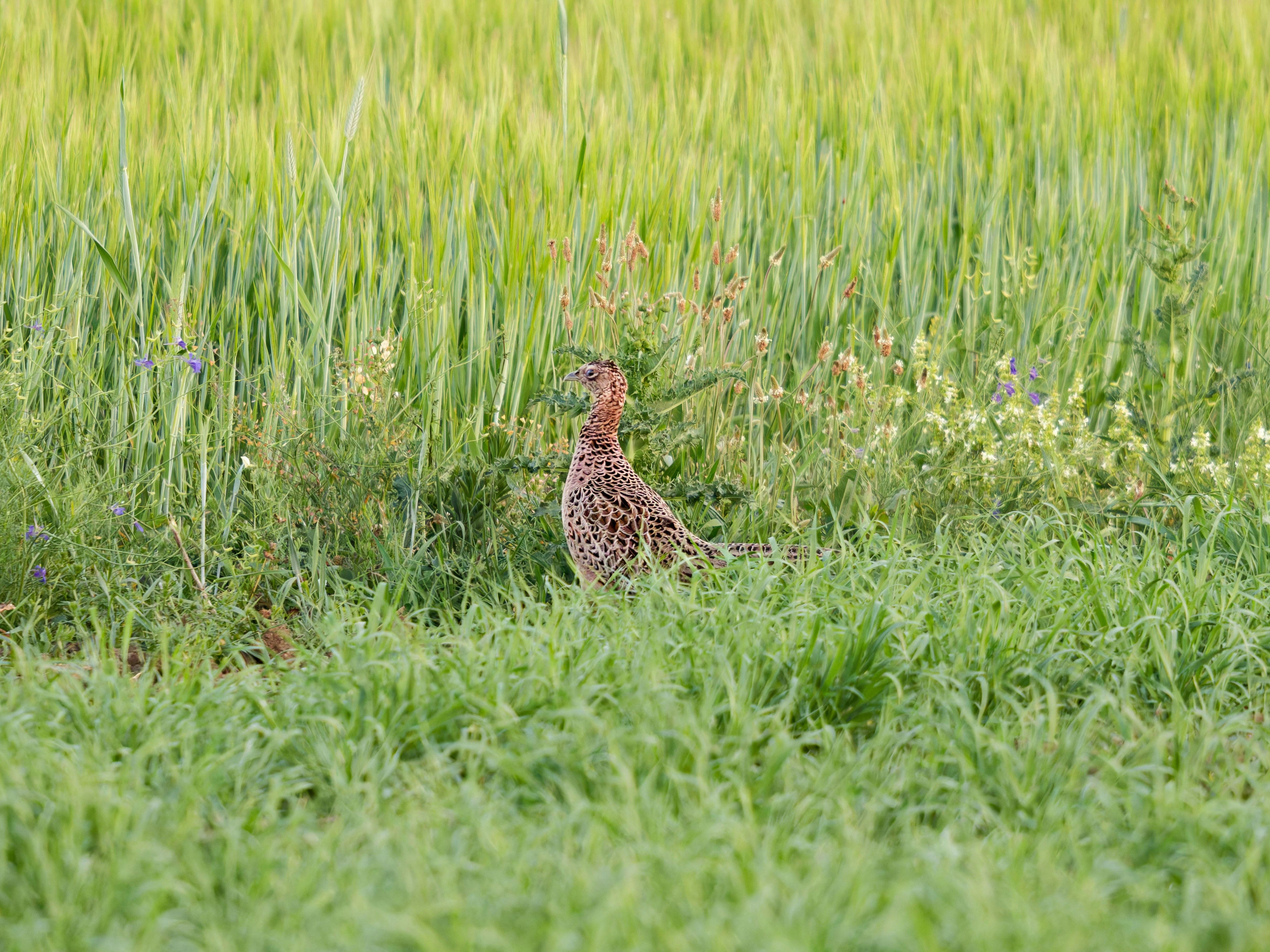 Um pássaro está em um campo de grama verde.