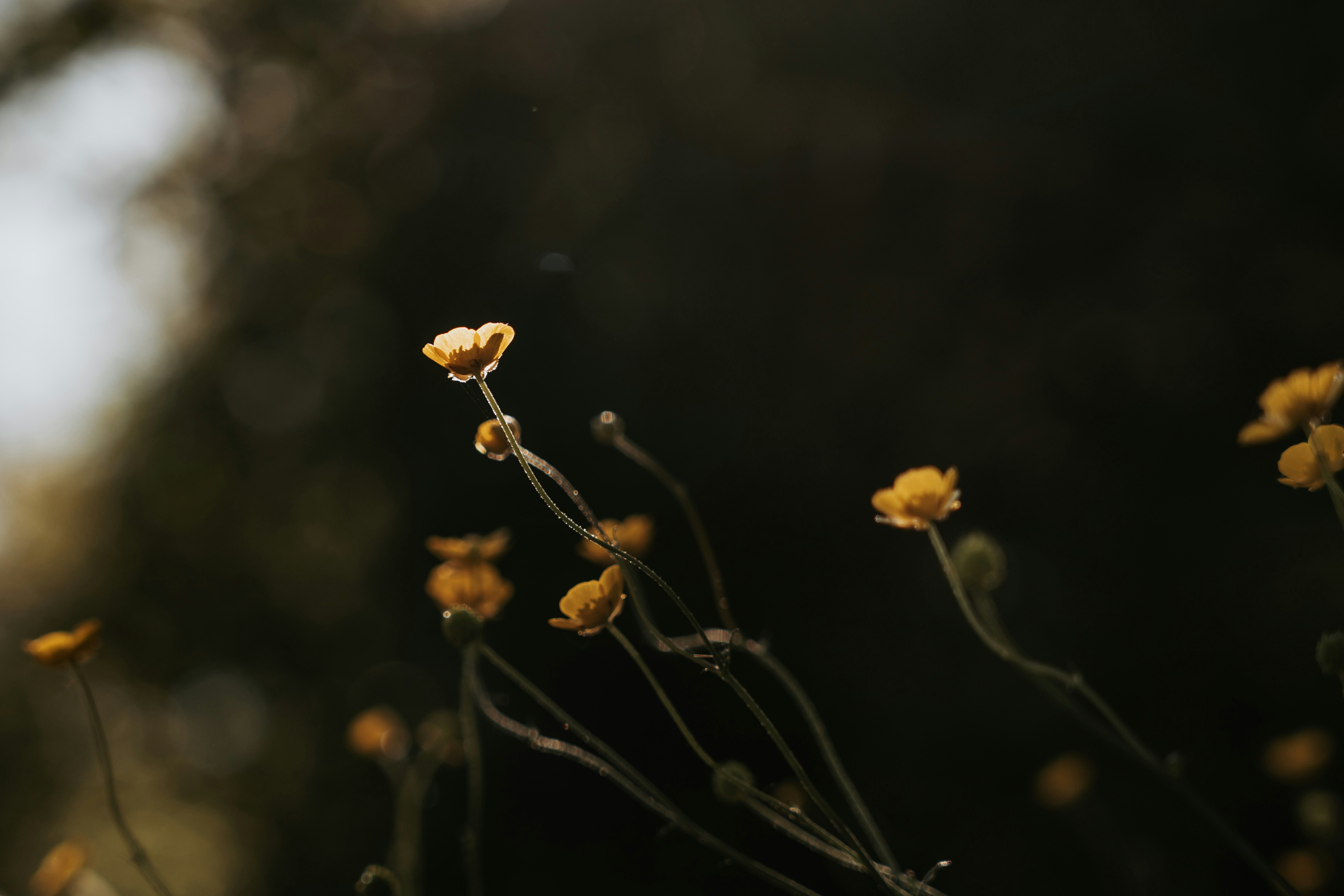Small yellow wildflowers against a dark, blurry background