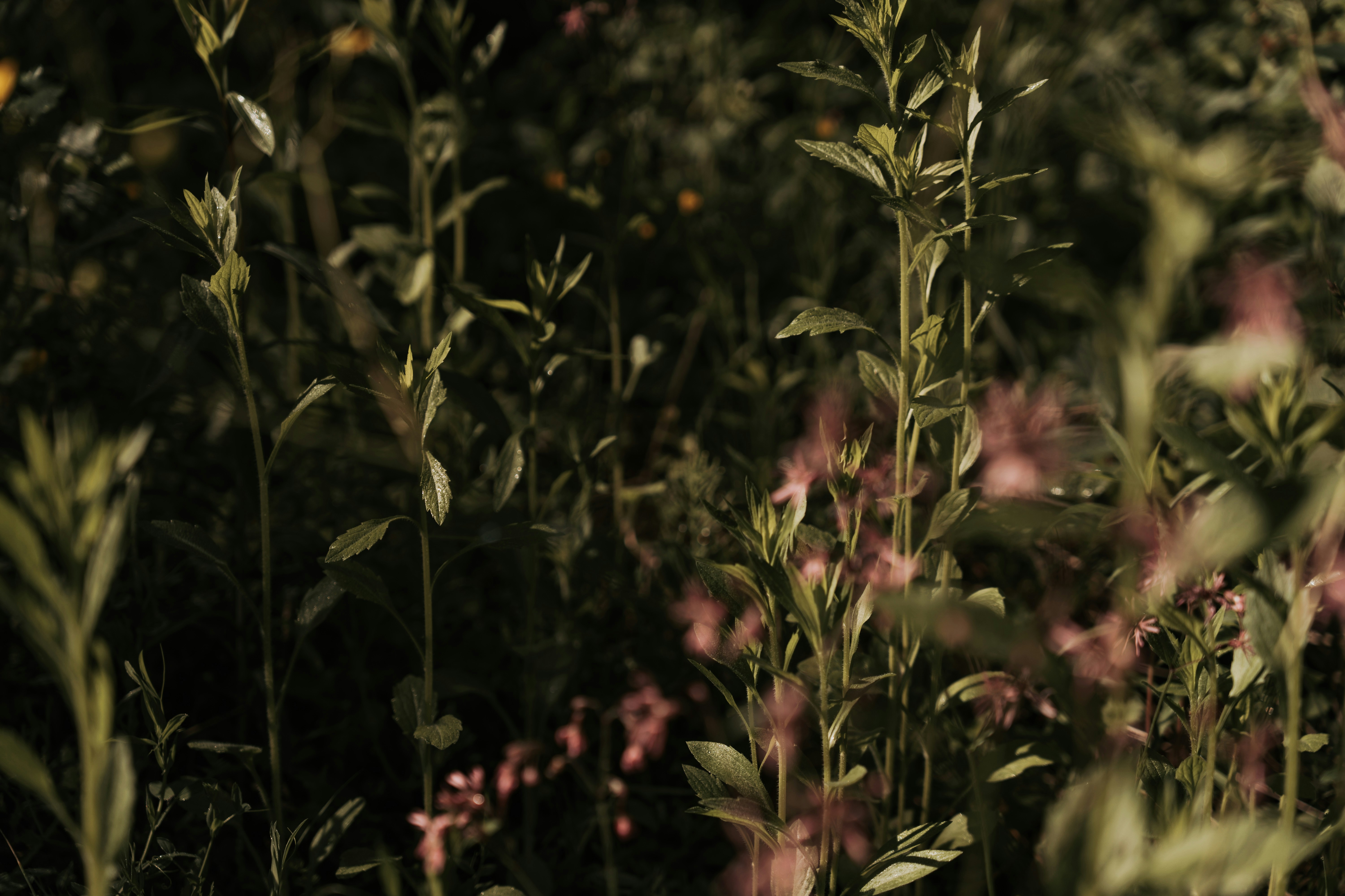 Tall green plants with small pink flowers at night