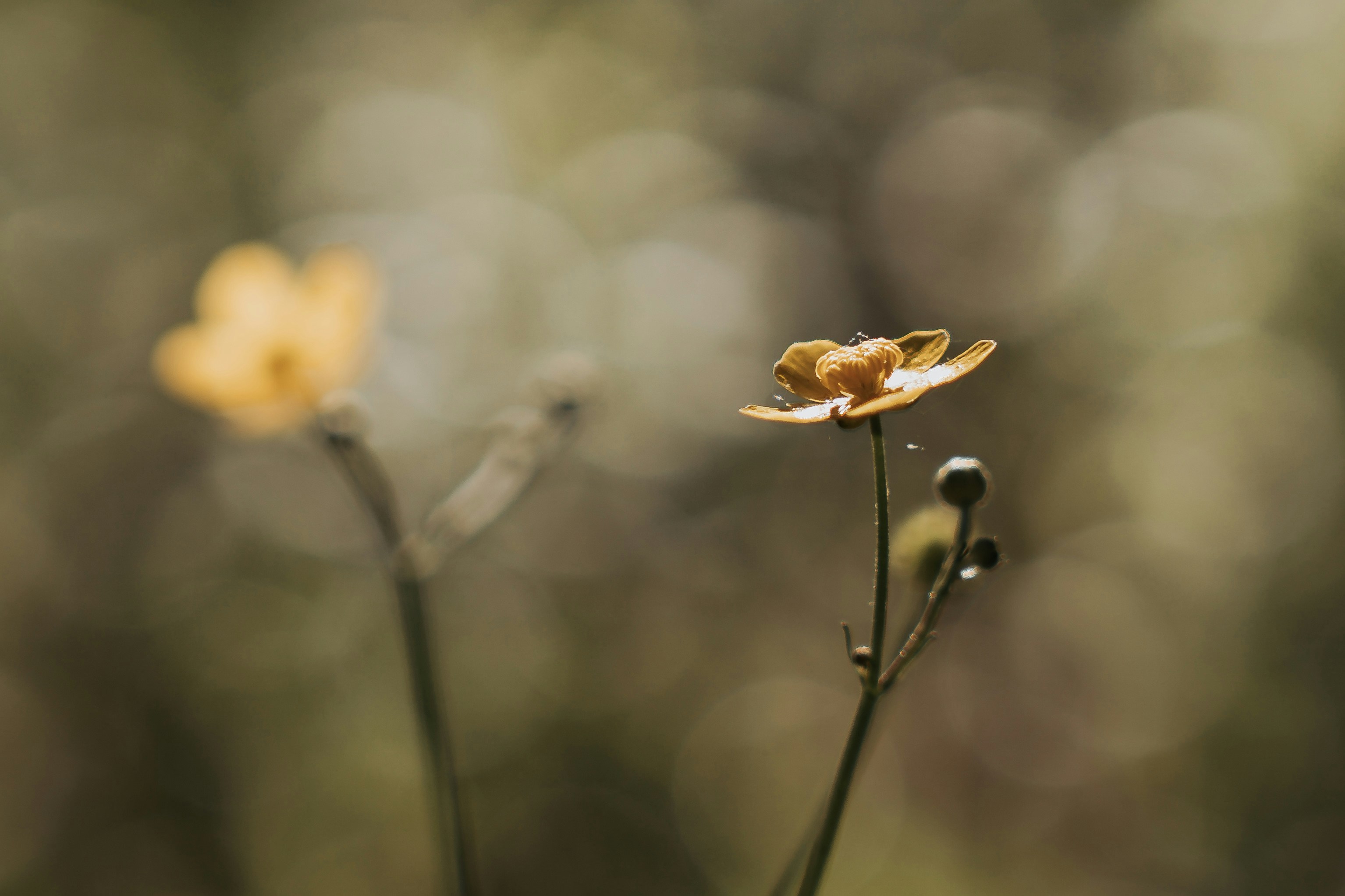 Delicate yellow flower with water droplets on a blurred background