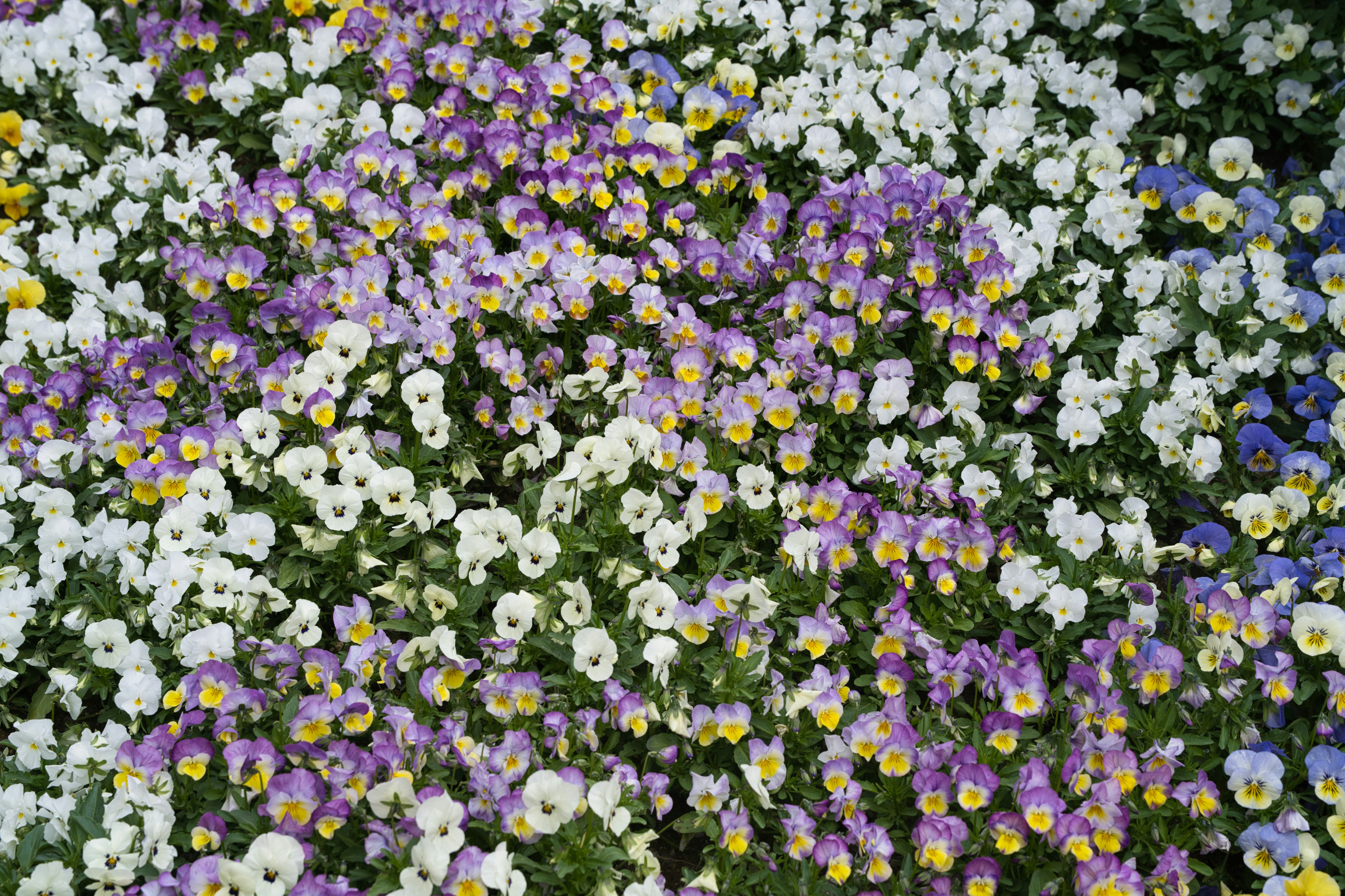 A vibrant field of purple and white pansies.