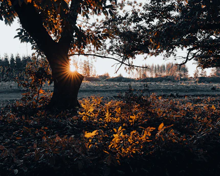 Sunlight streams through a tree at sunset.