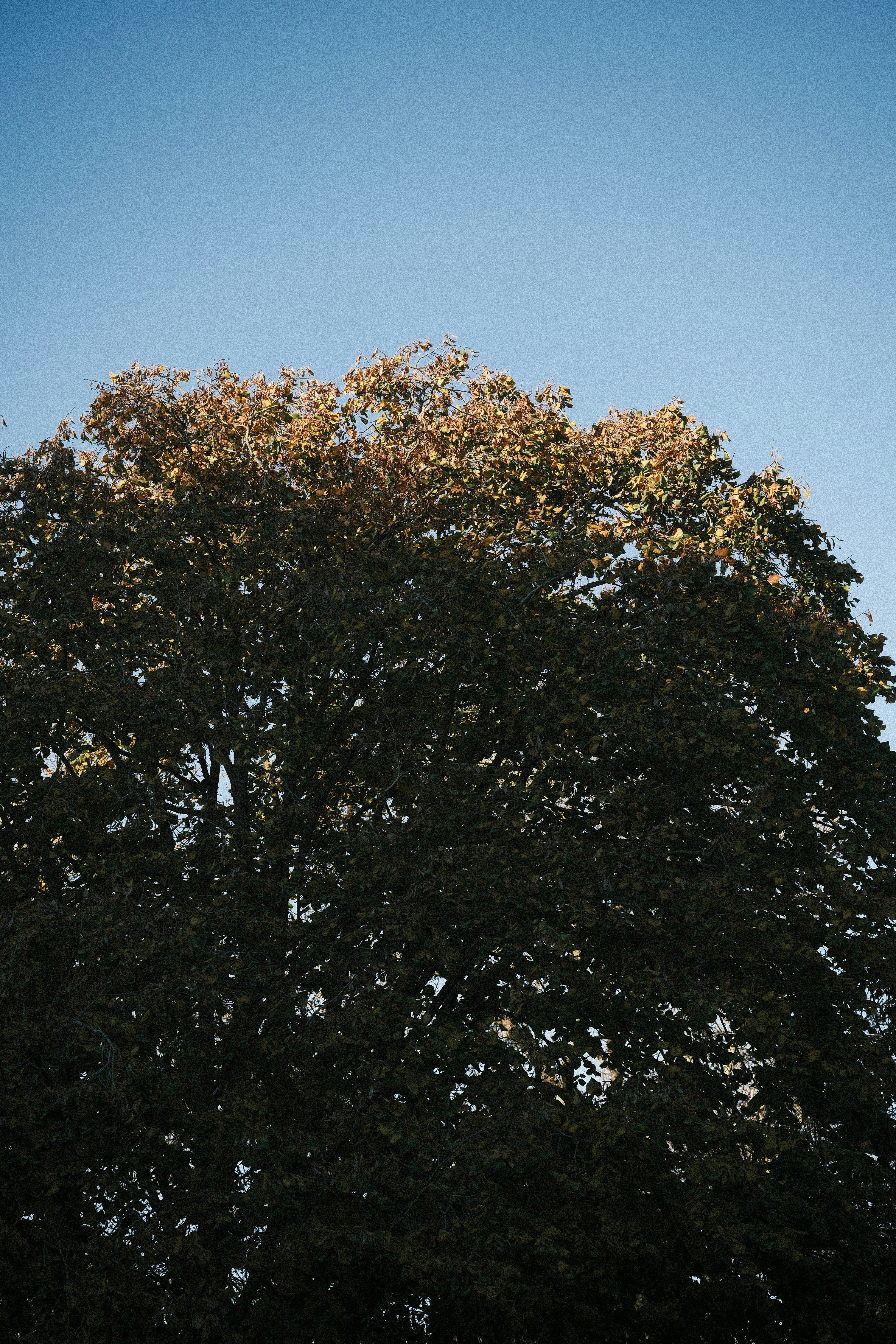 Photo by yaguer