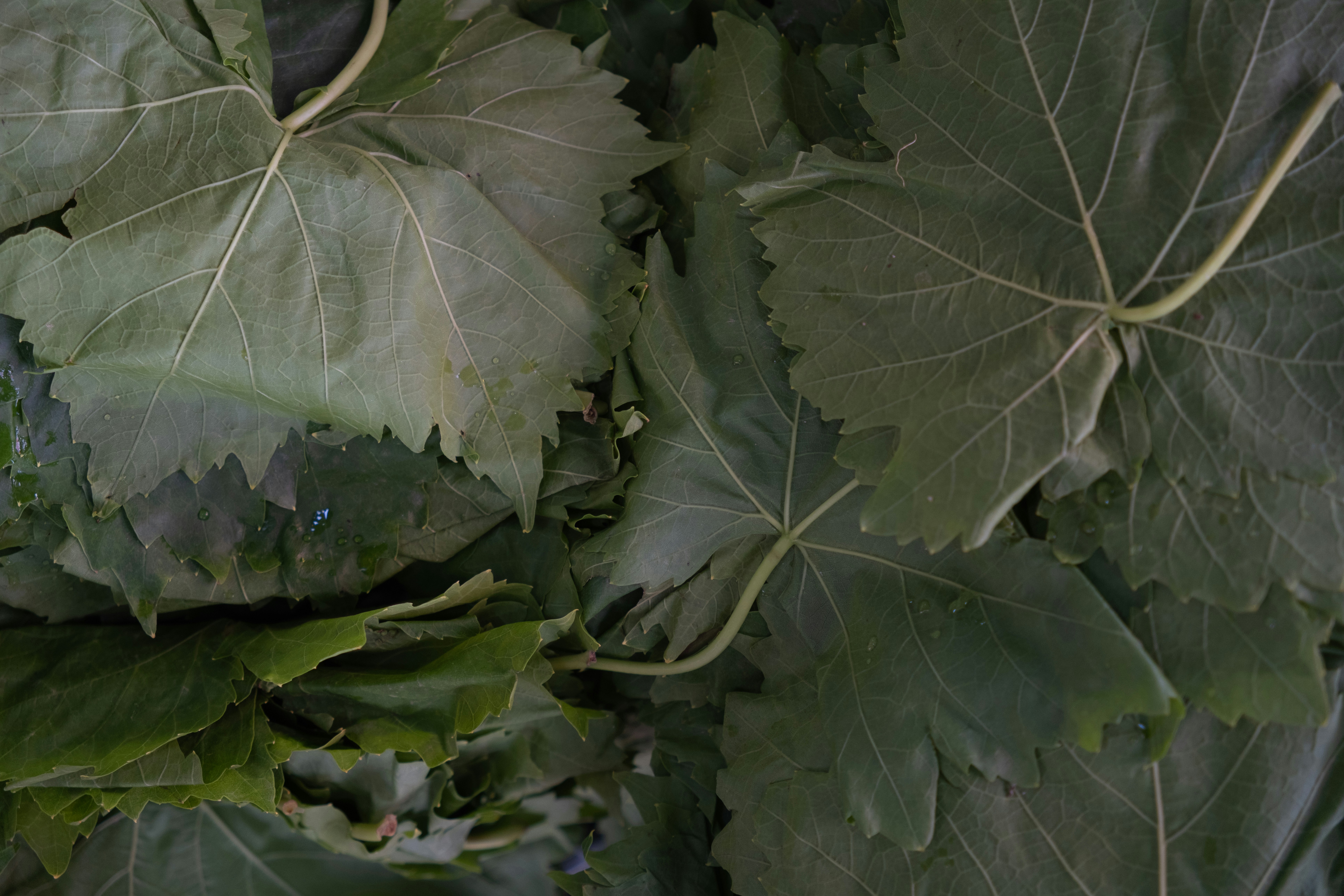 Close-up of fresh green grape leaves