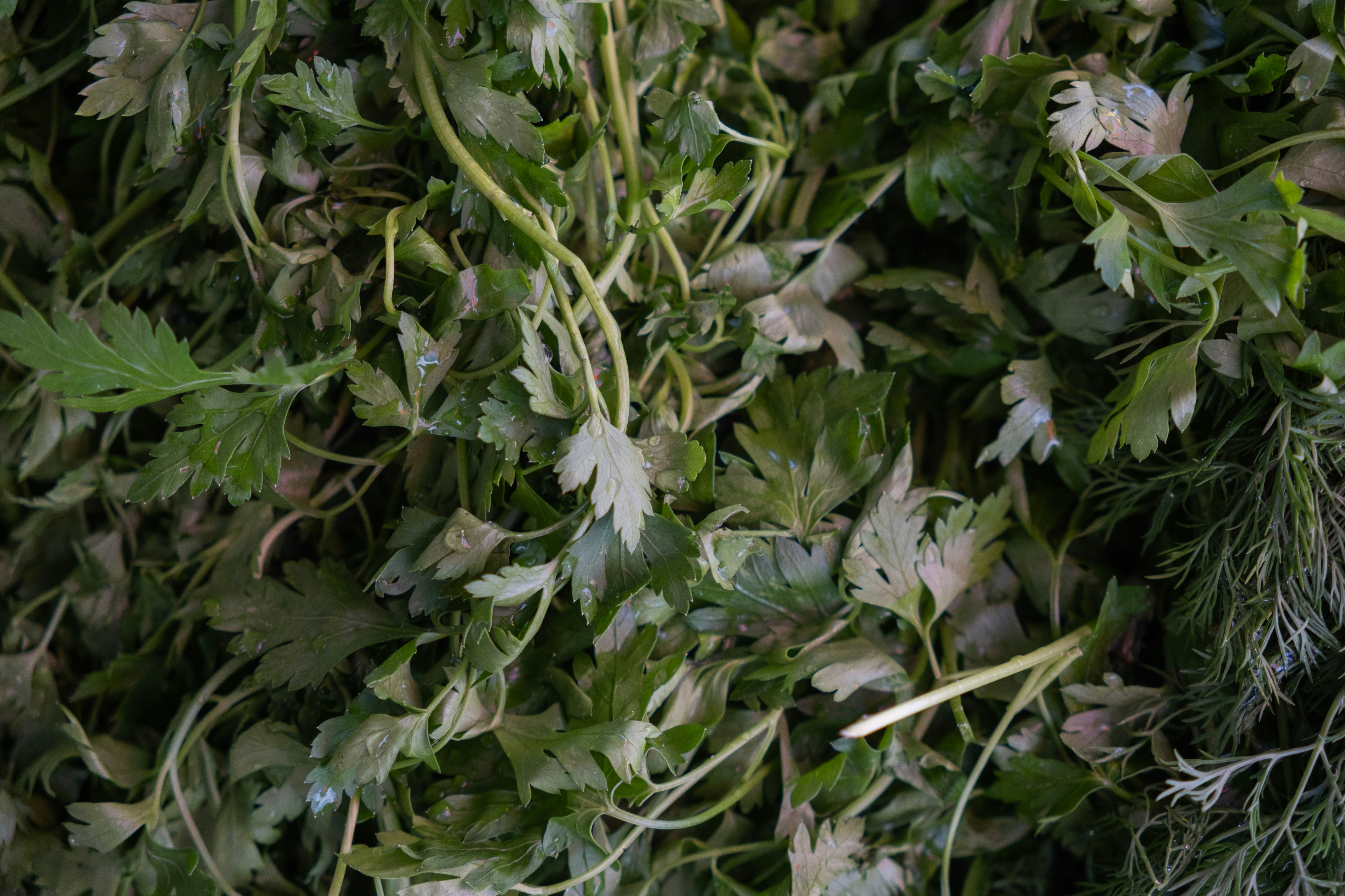 Purslane
