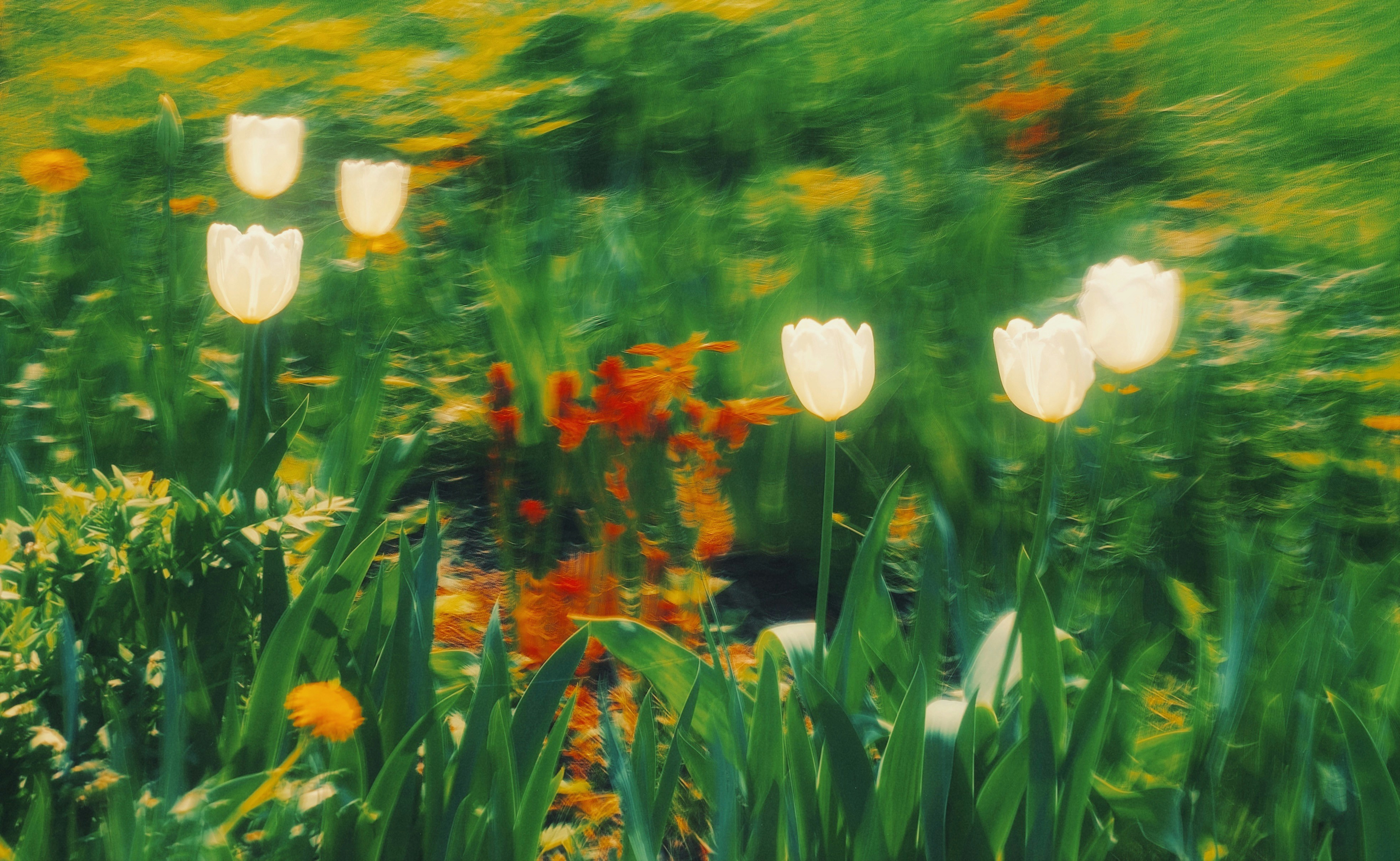 Weiße Tulpen blühen in einem lebendigen Garten