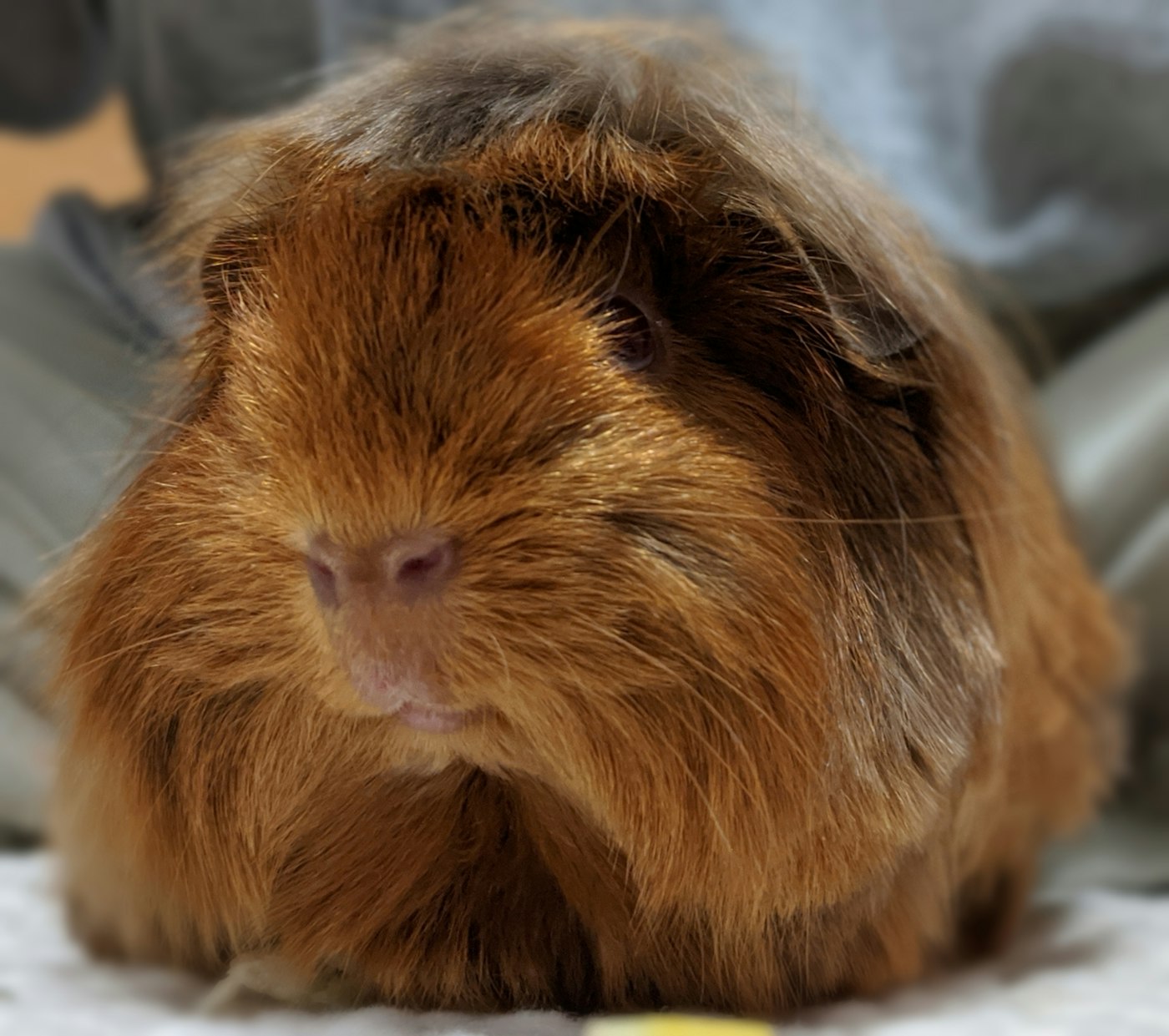 Fluffy brown guinea pig with long fur