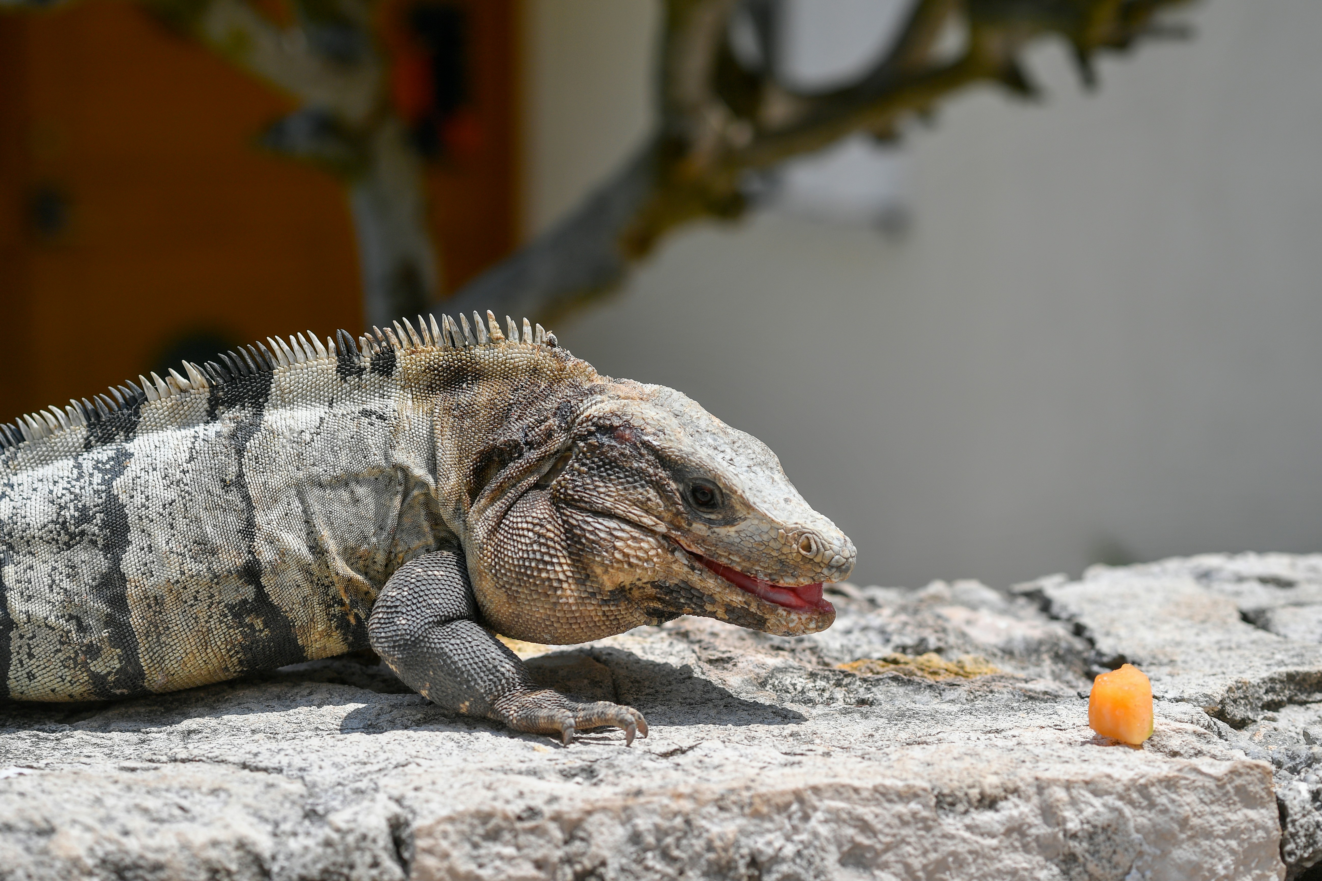Iguana eating a small orange fruit on a rock wall