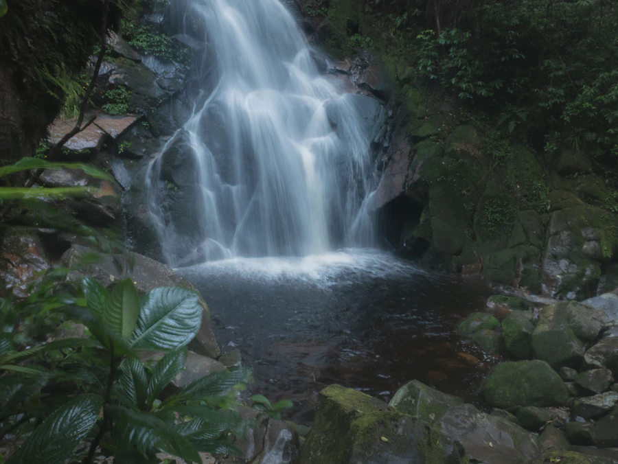 Natural pool surrounded by green foliage