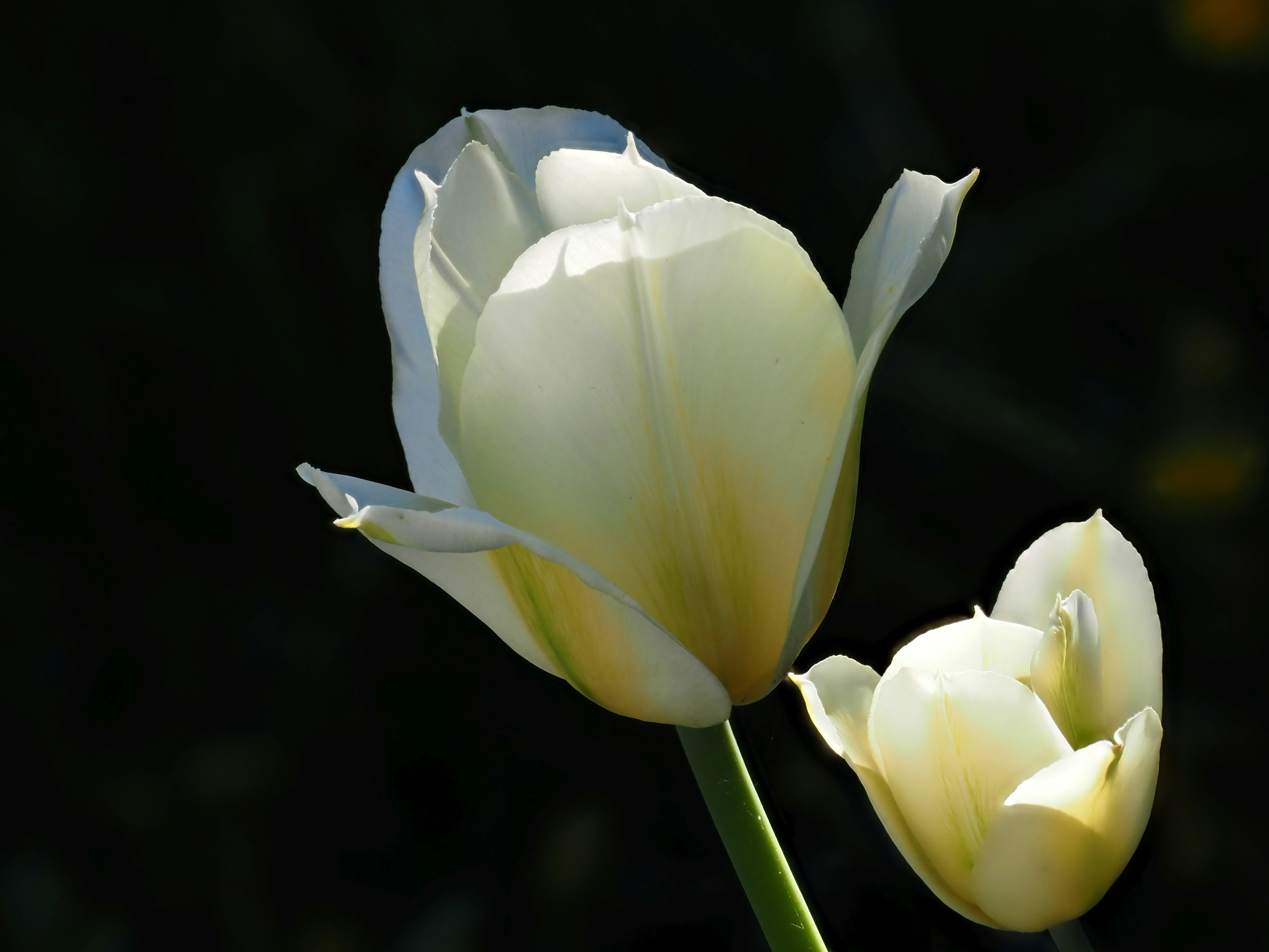 Photo by juriia56