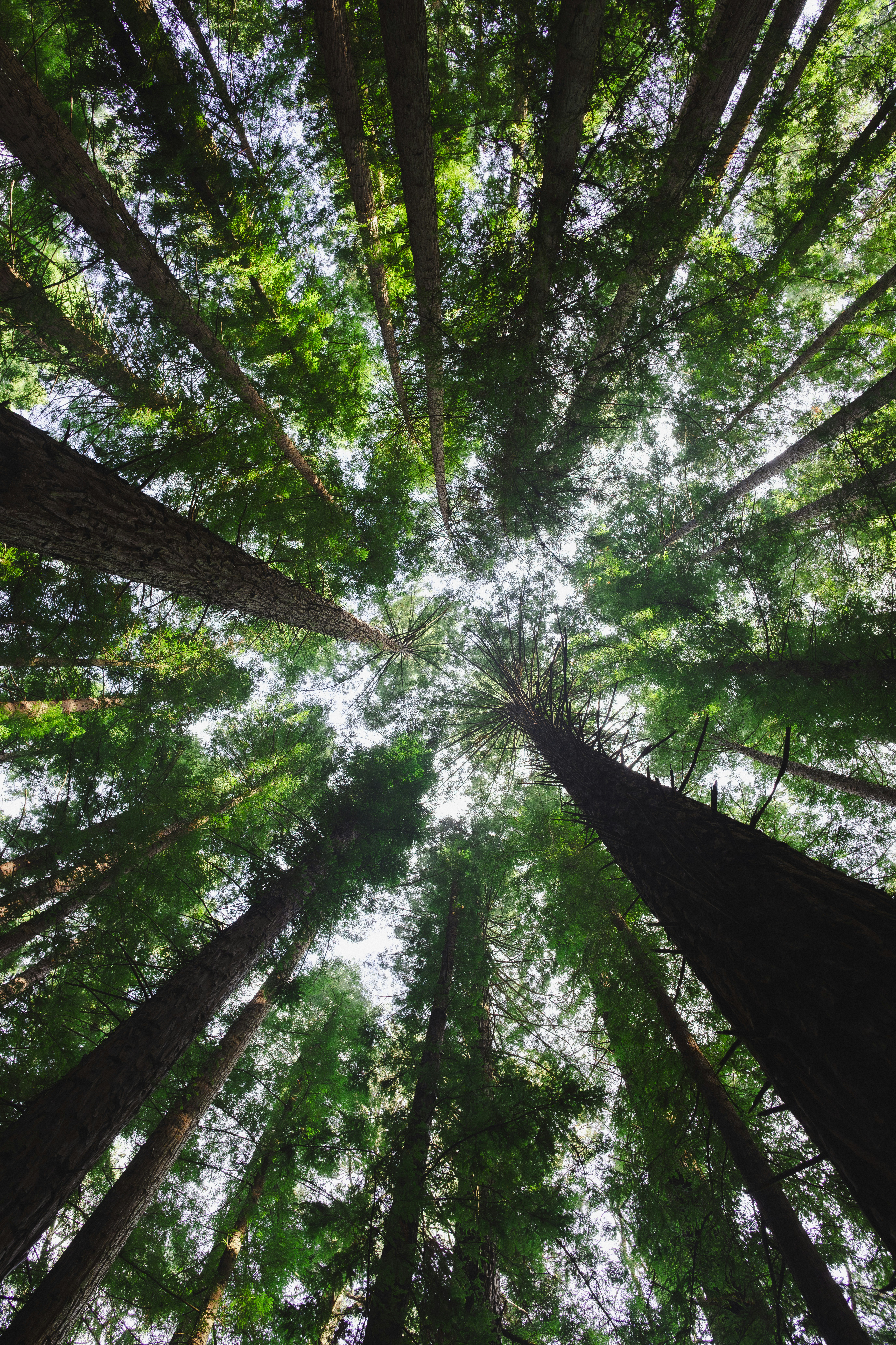 Ich blicke zu hohen grünen Bäumen im Wald.