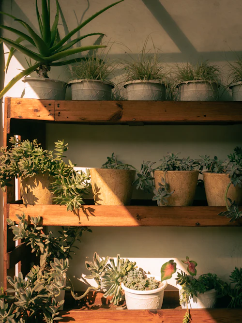 Potted plants on wooden shelves