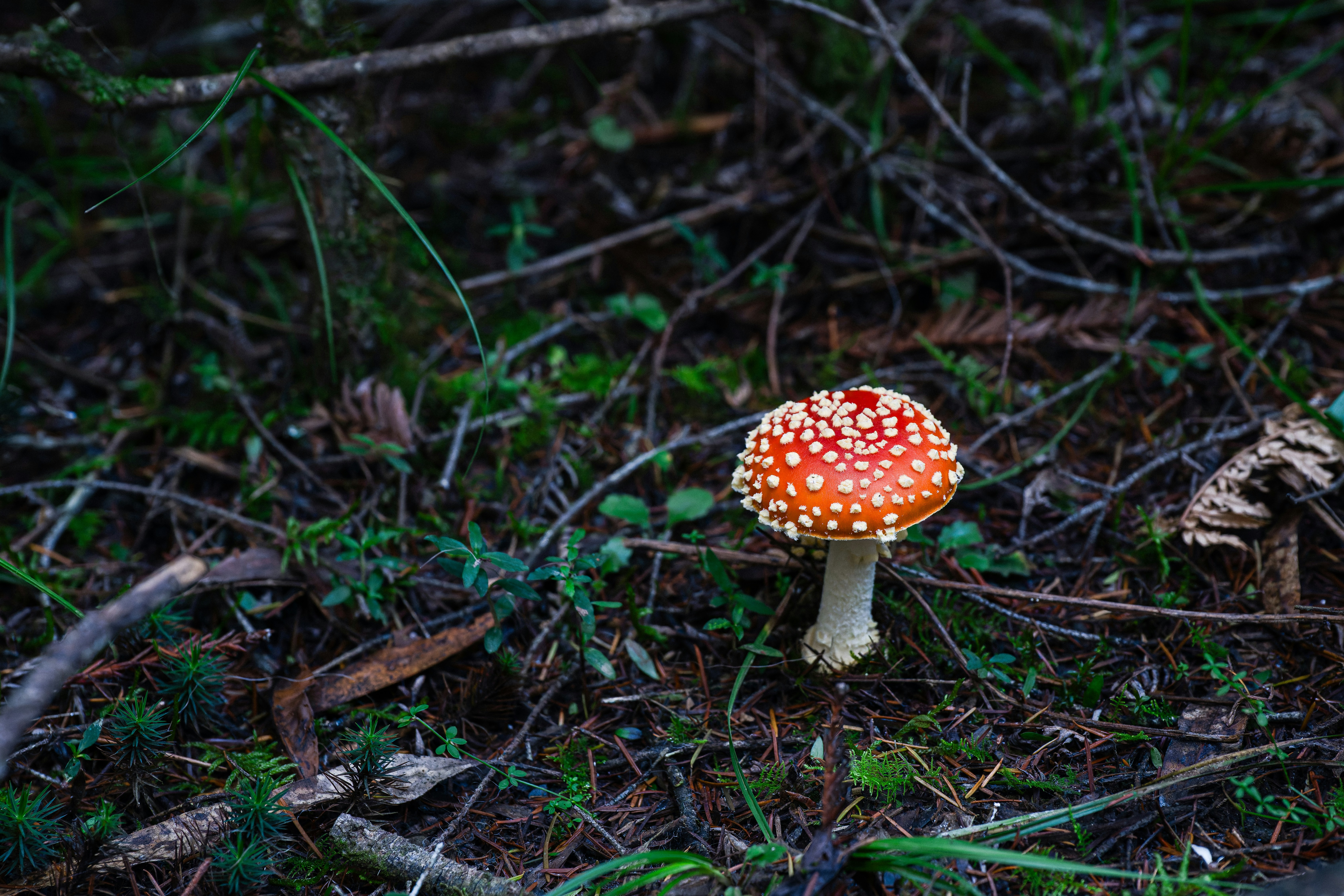 Ein rot-weiß gesprenkelter Pilz auf dem Waldboden.