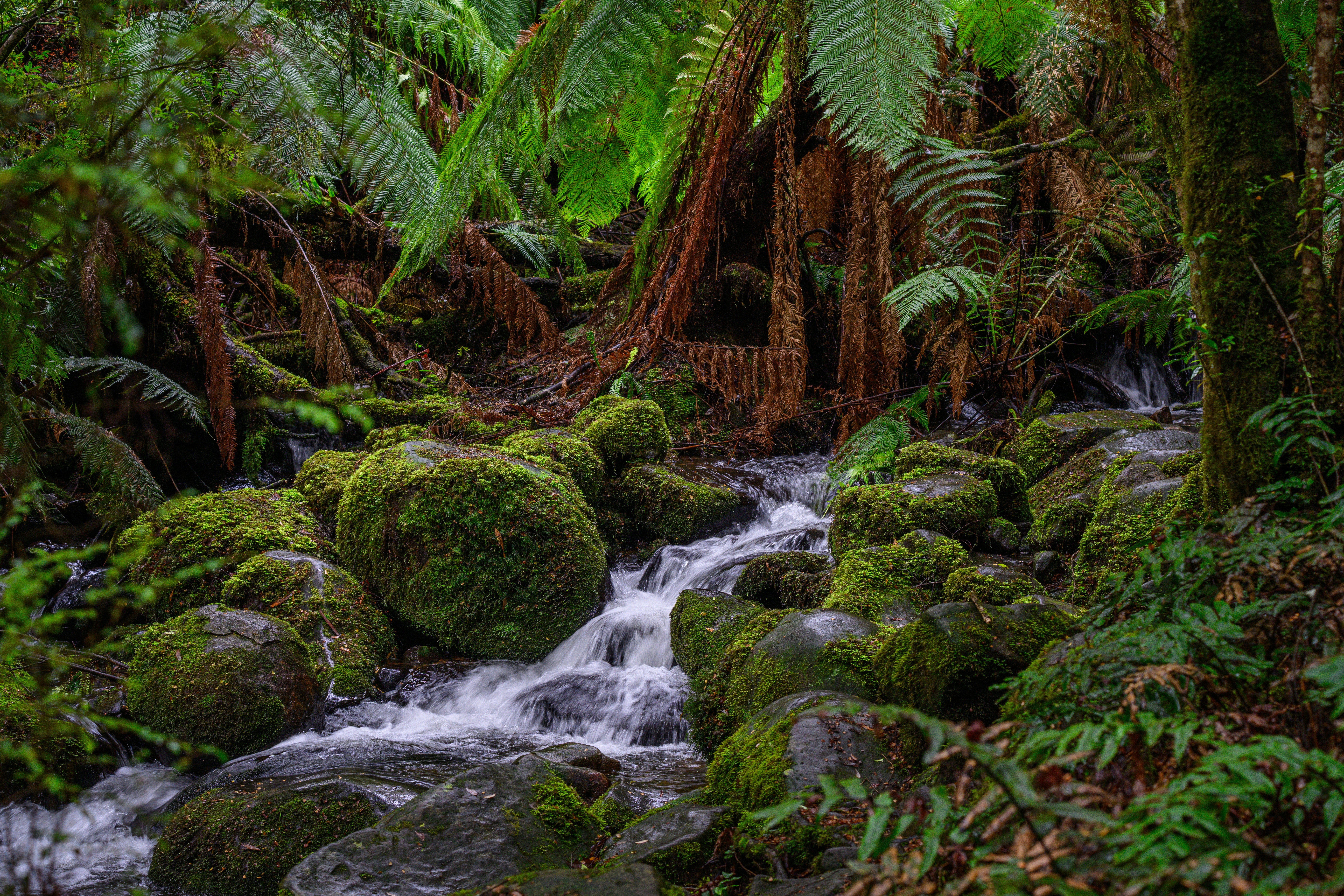 Wasser stürzt über moosige Felsen in einem lebendigen grünen Wald.