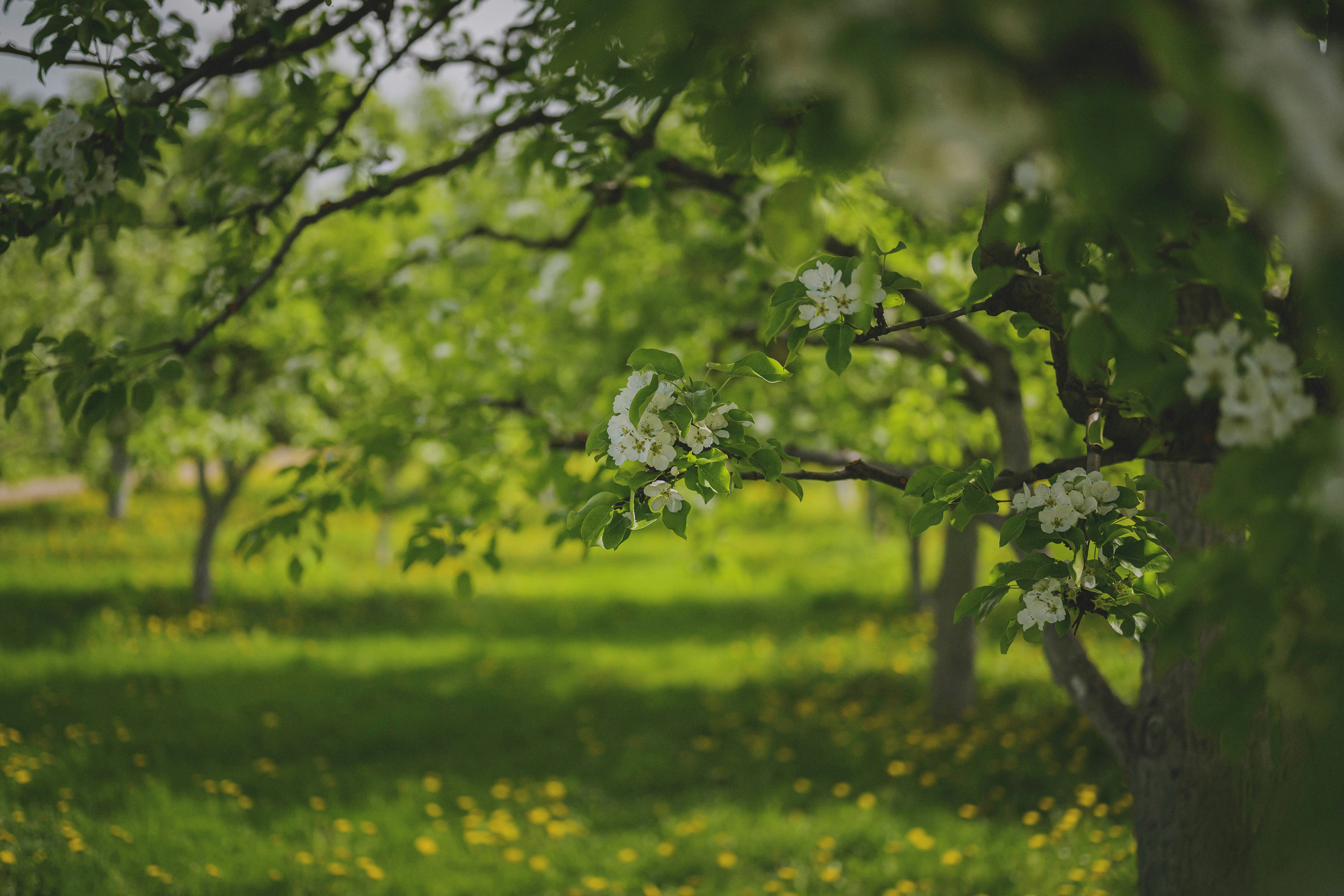 Blossoming apple trees in a sunlit orchard