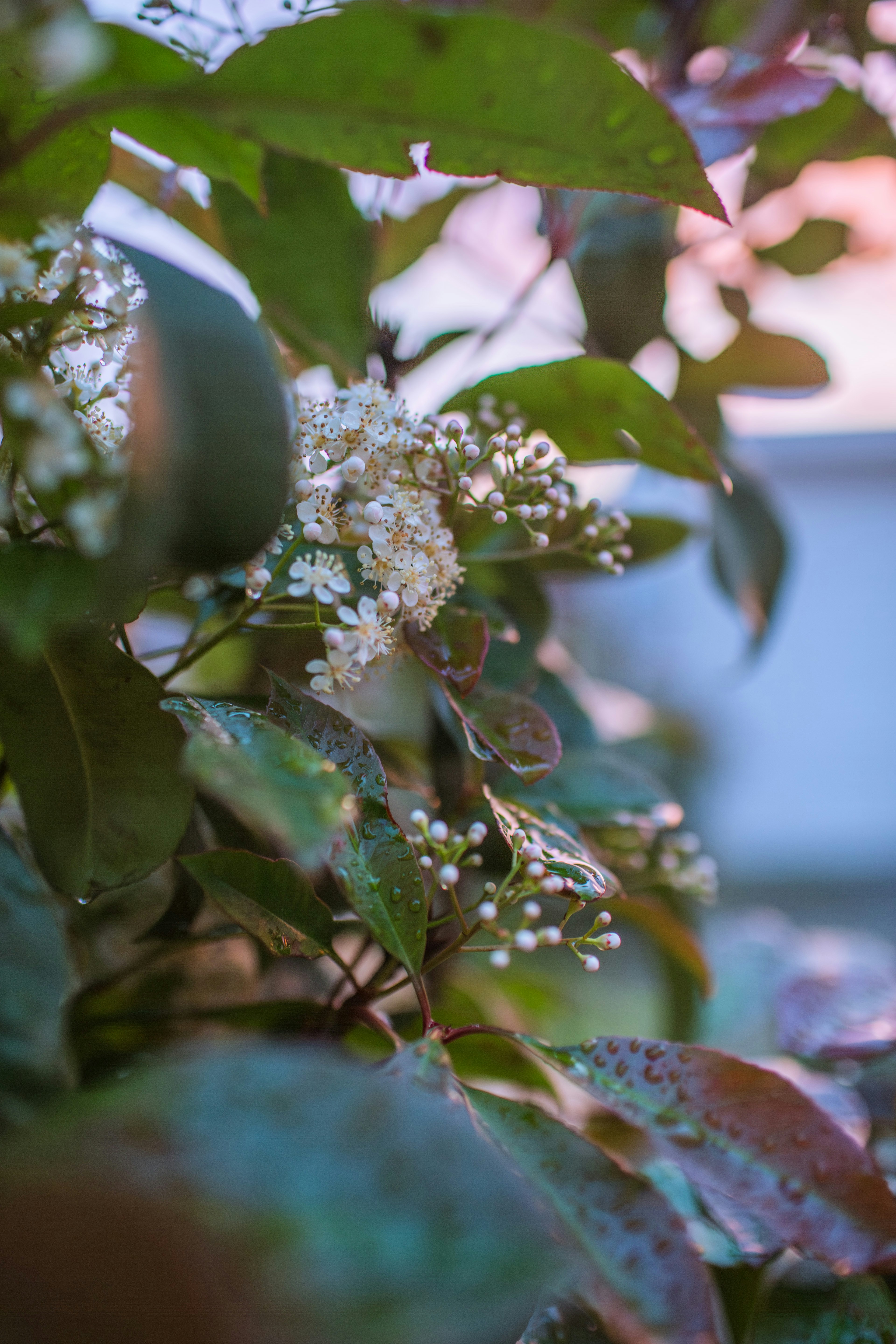 White flowers and green leaves with water droplets