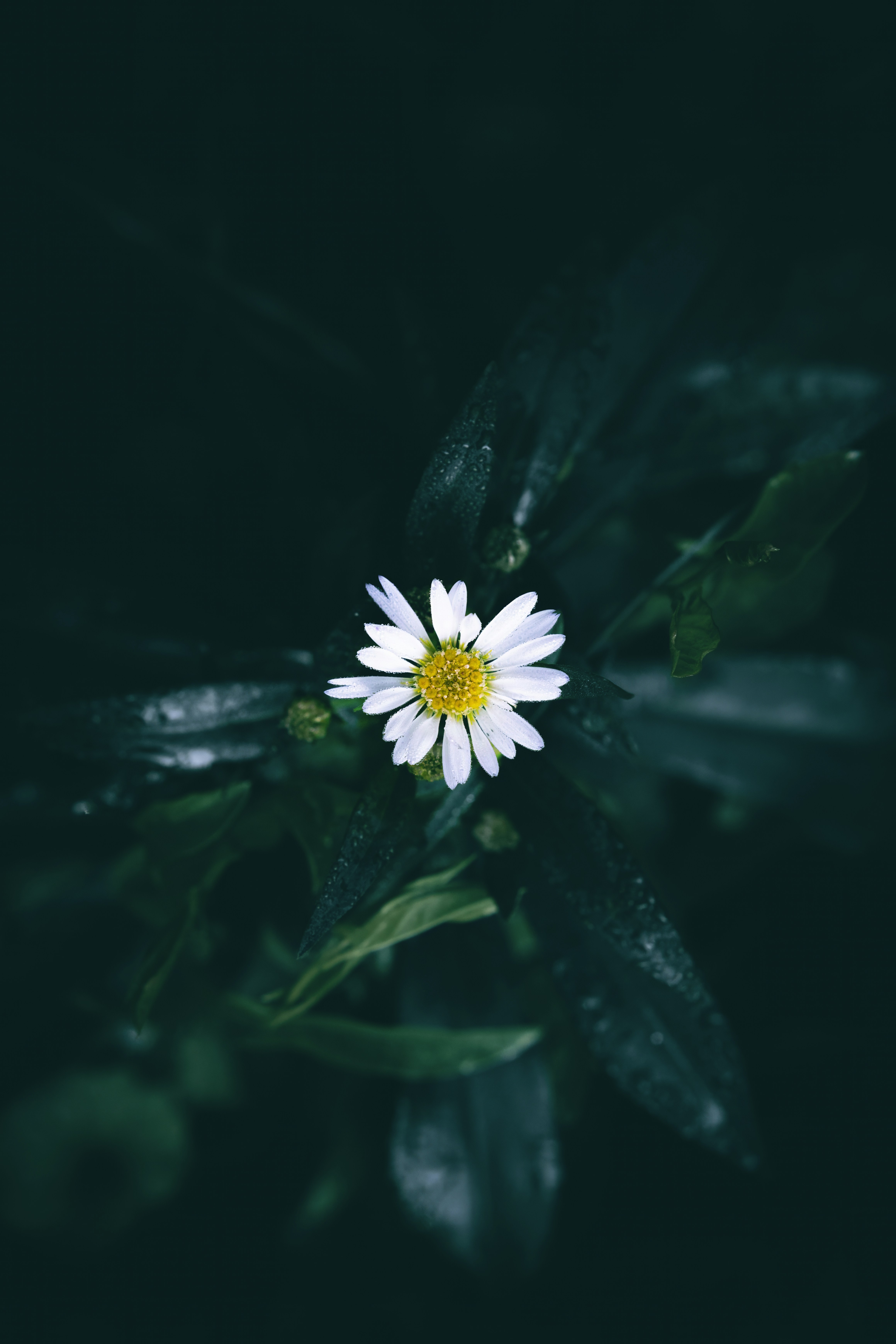 Photo by wyxina