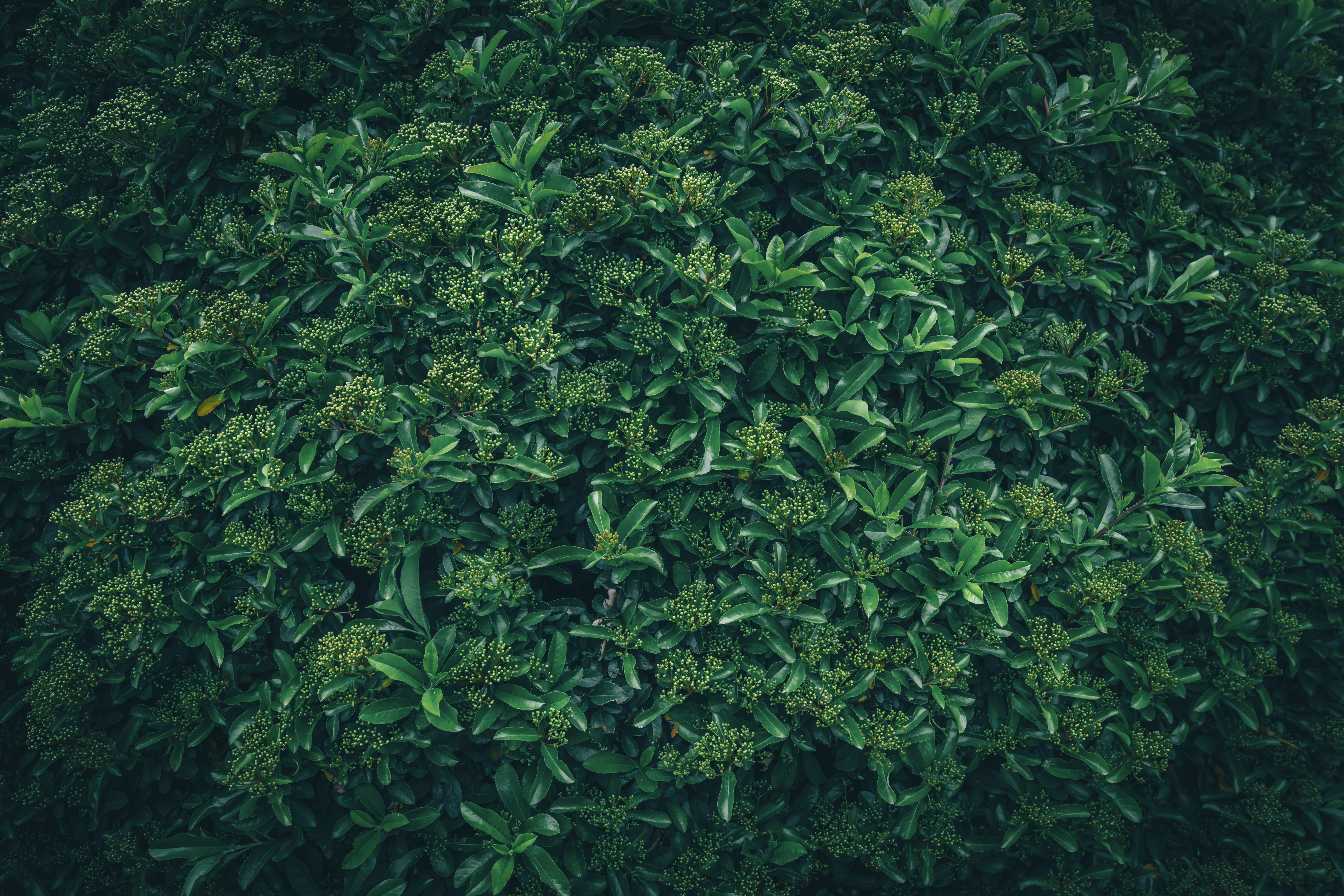 Um arbusto verde denso com pequenas flores claras.