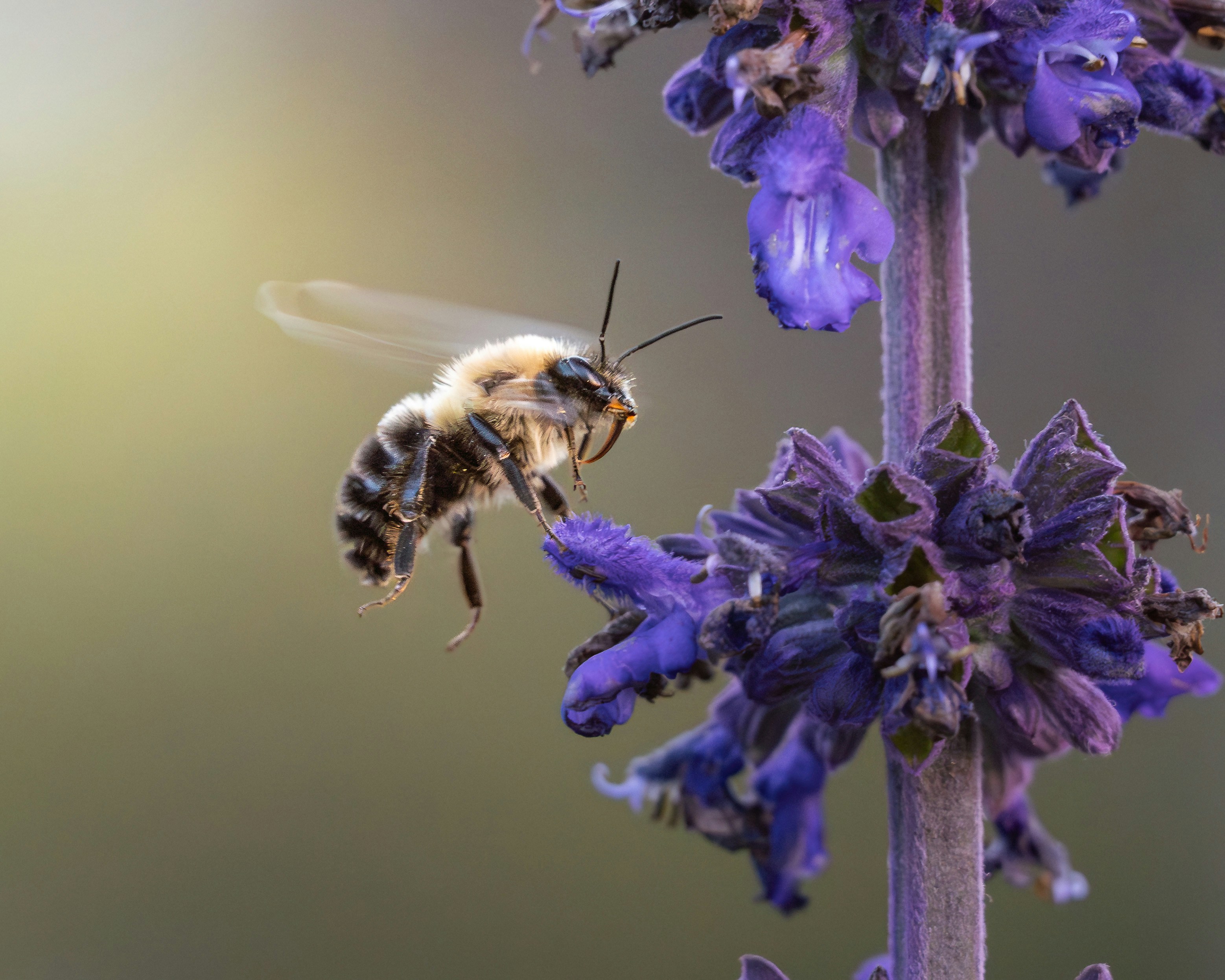 Macro wildlife photographs of bees collecting pollen and nectar from purple flowers during golden hour light. - 相关推荐
