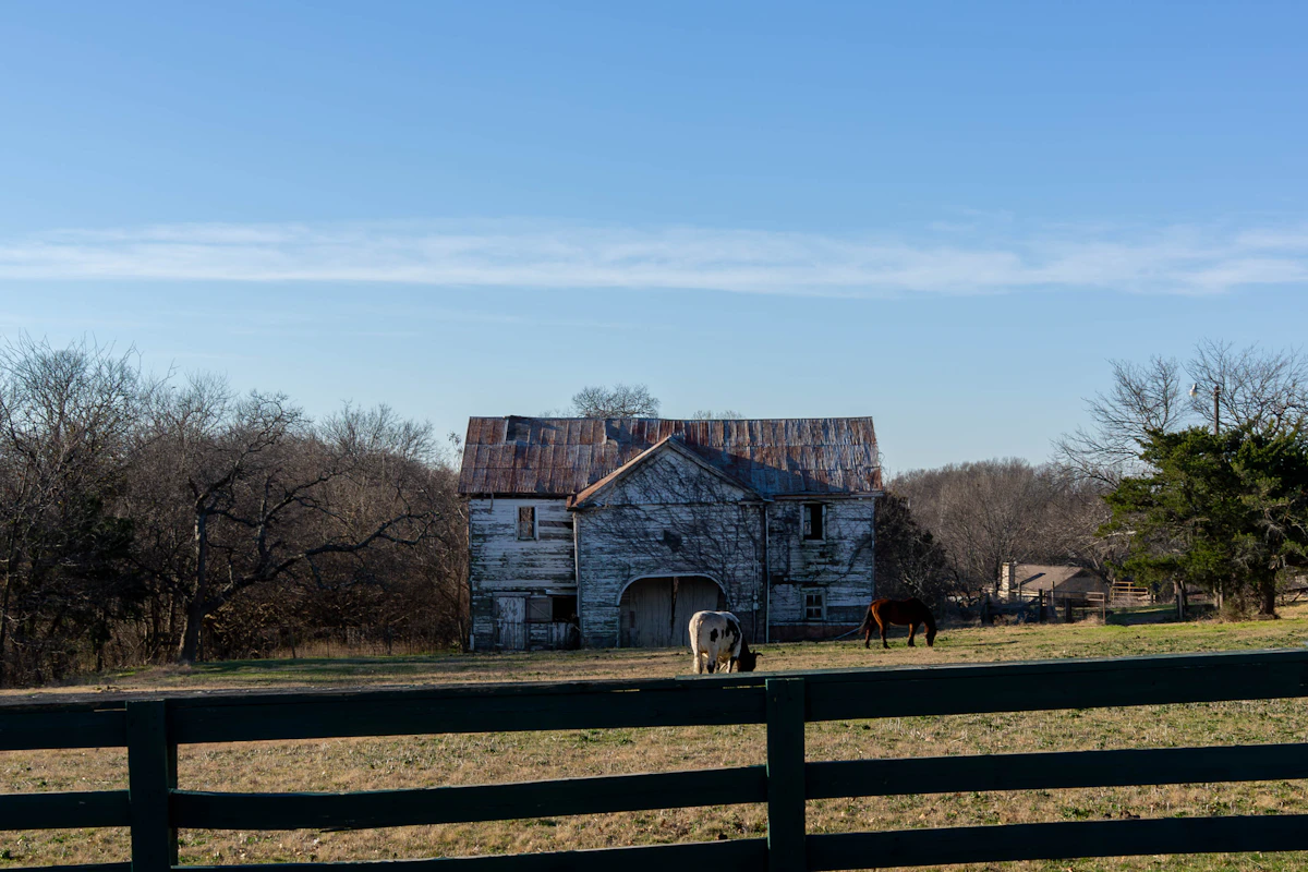 Weathered barn with a white horse and fence in the Texas countryside
