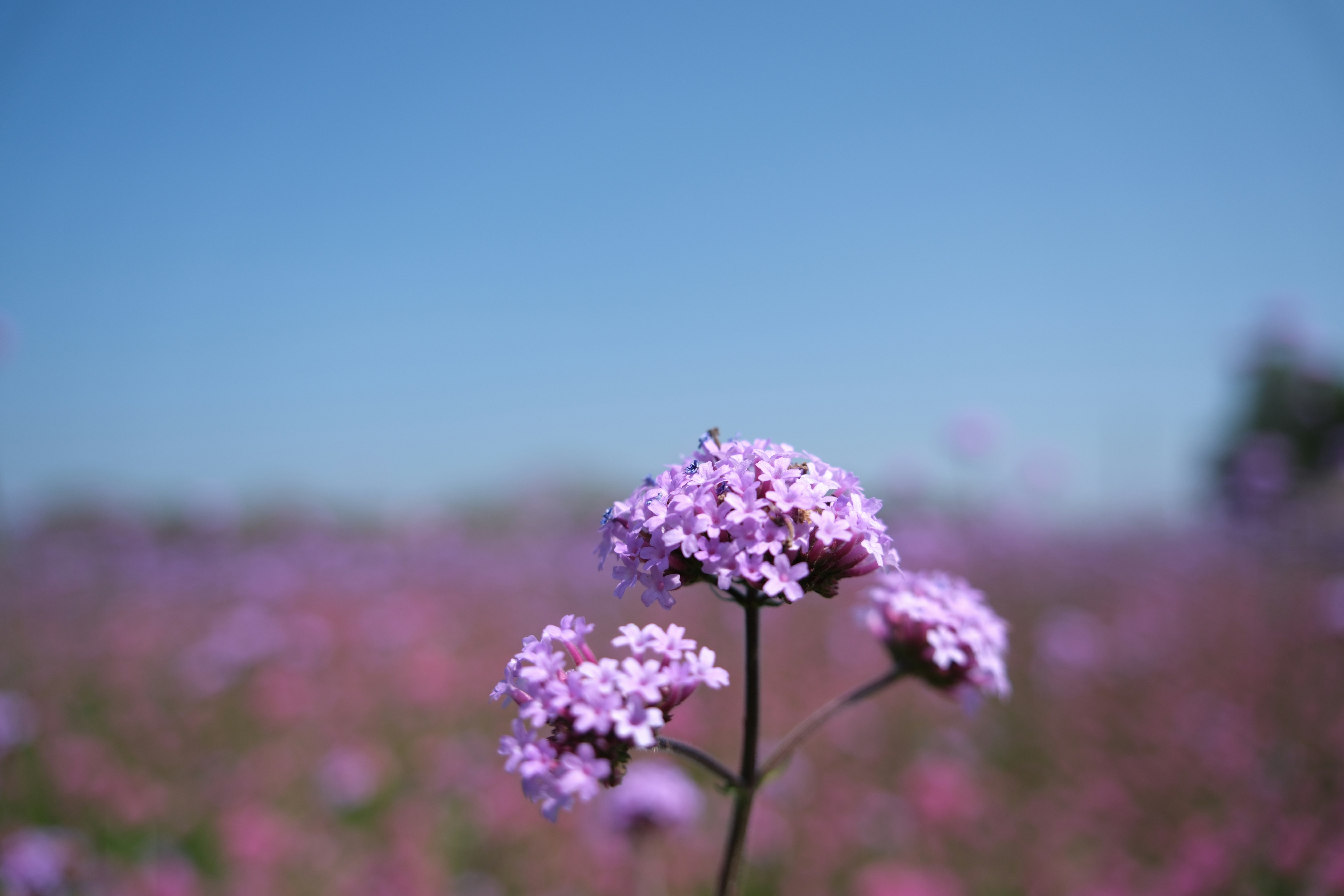 Photo by loviusc