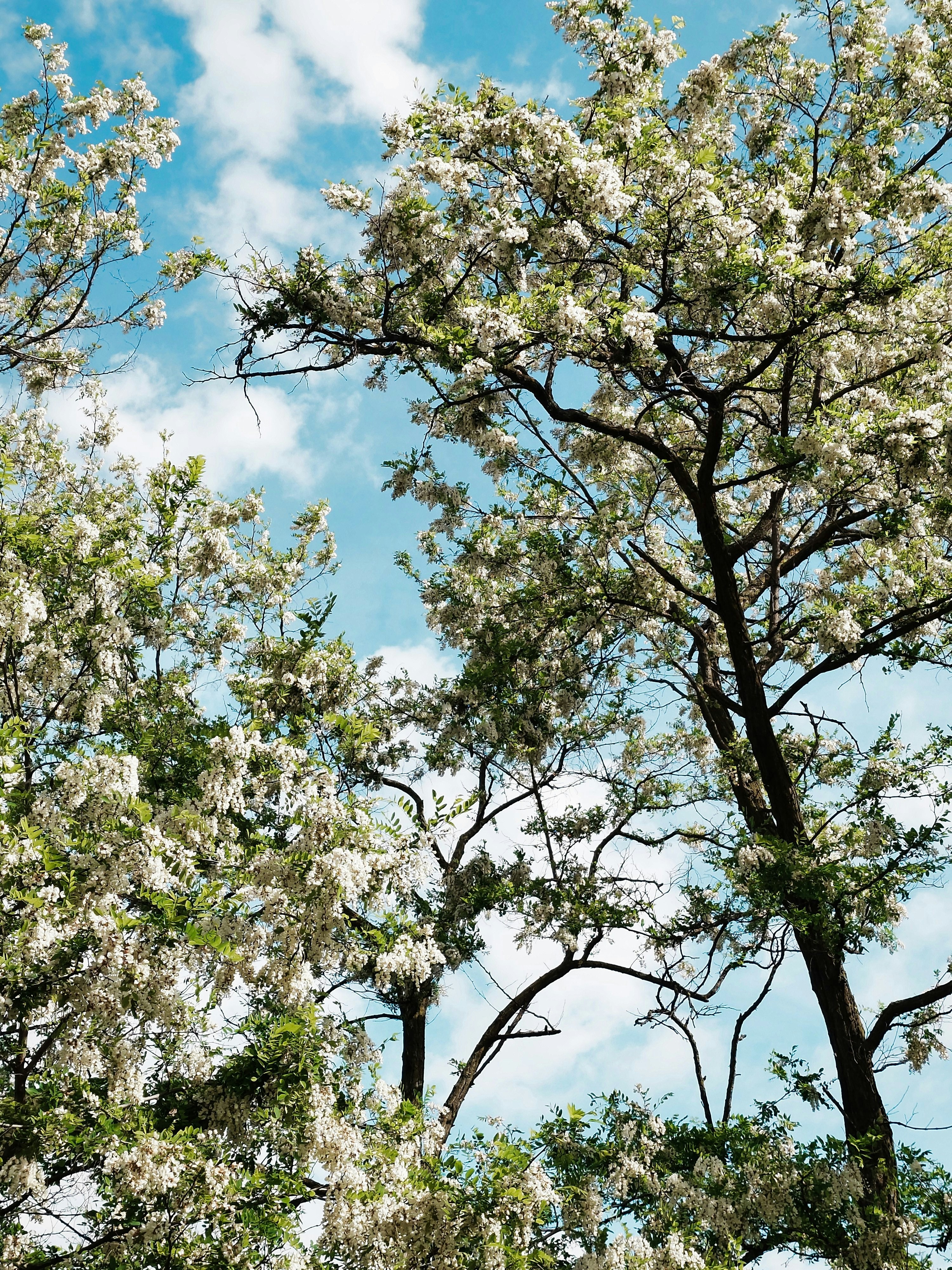 White flowering trees against a blue sky with clouds.