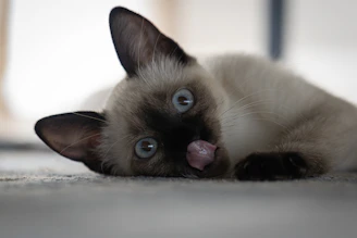 A cute siamese kitten licking its nose while lying down.
