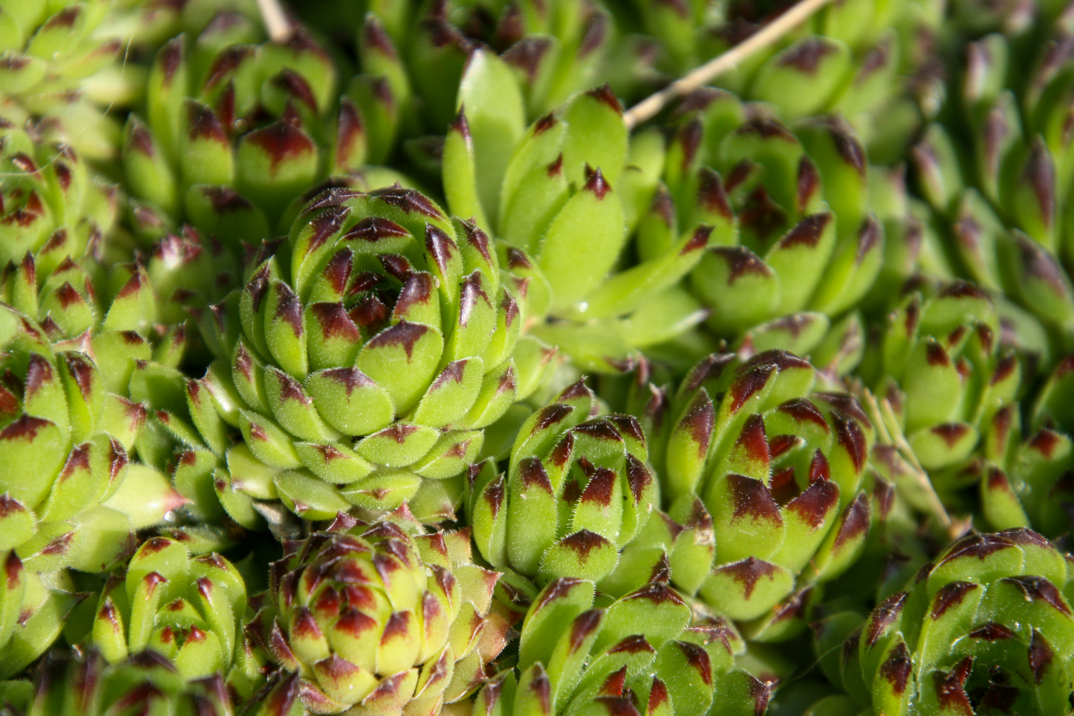 Green succulent plants with striking reddish-brown leaf tips.