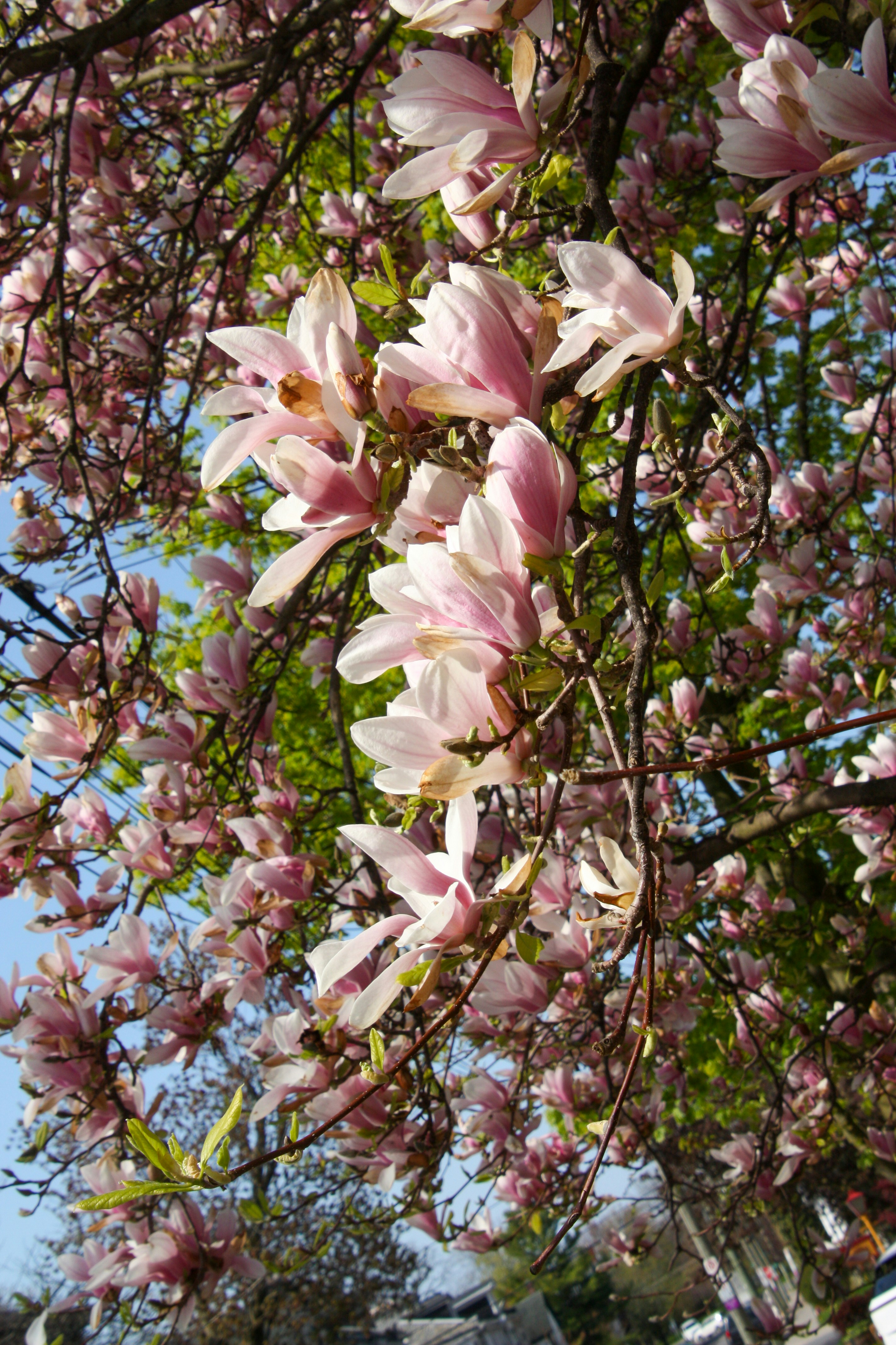 Beautiful pink magnolia blossoms against a clear blue sky.