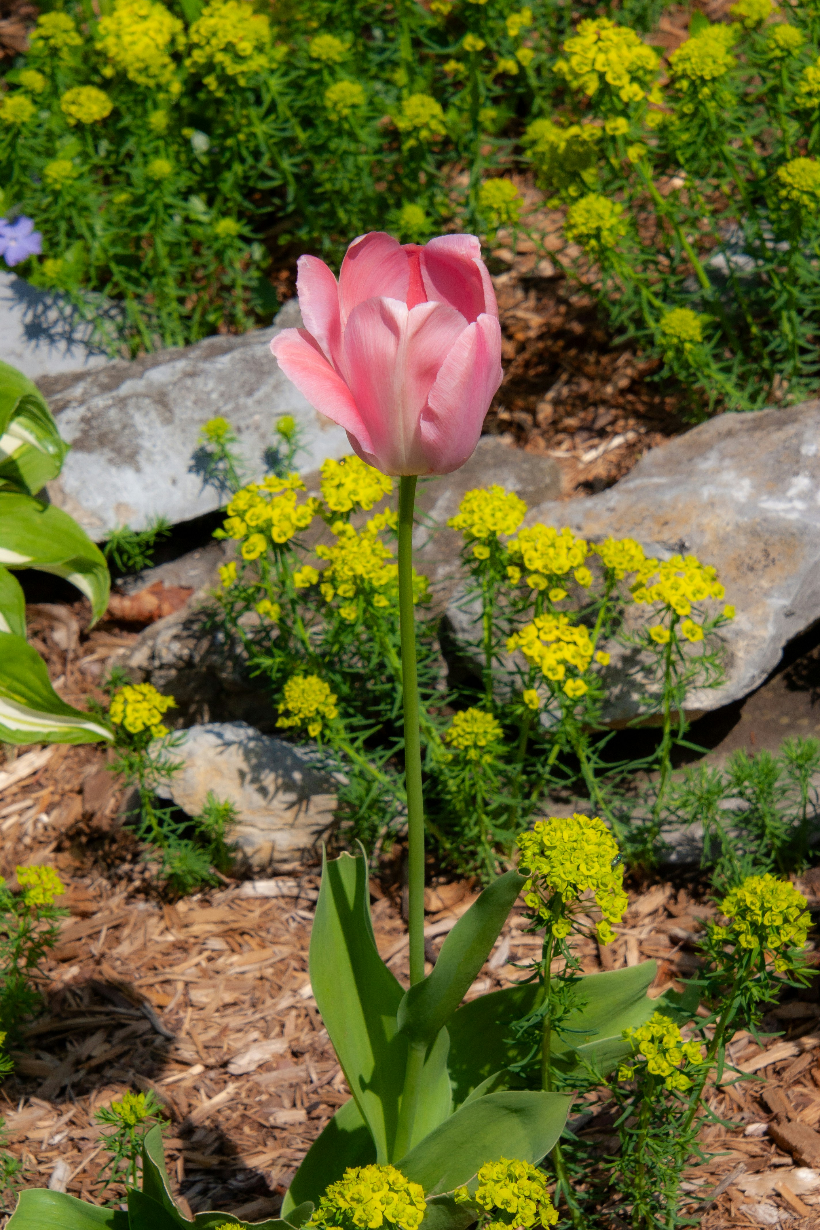 A single pink tulip blooms among yellow flowers and rocks.