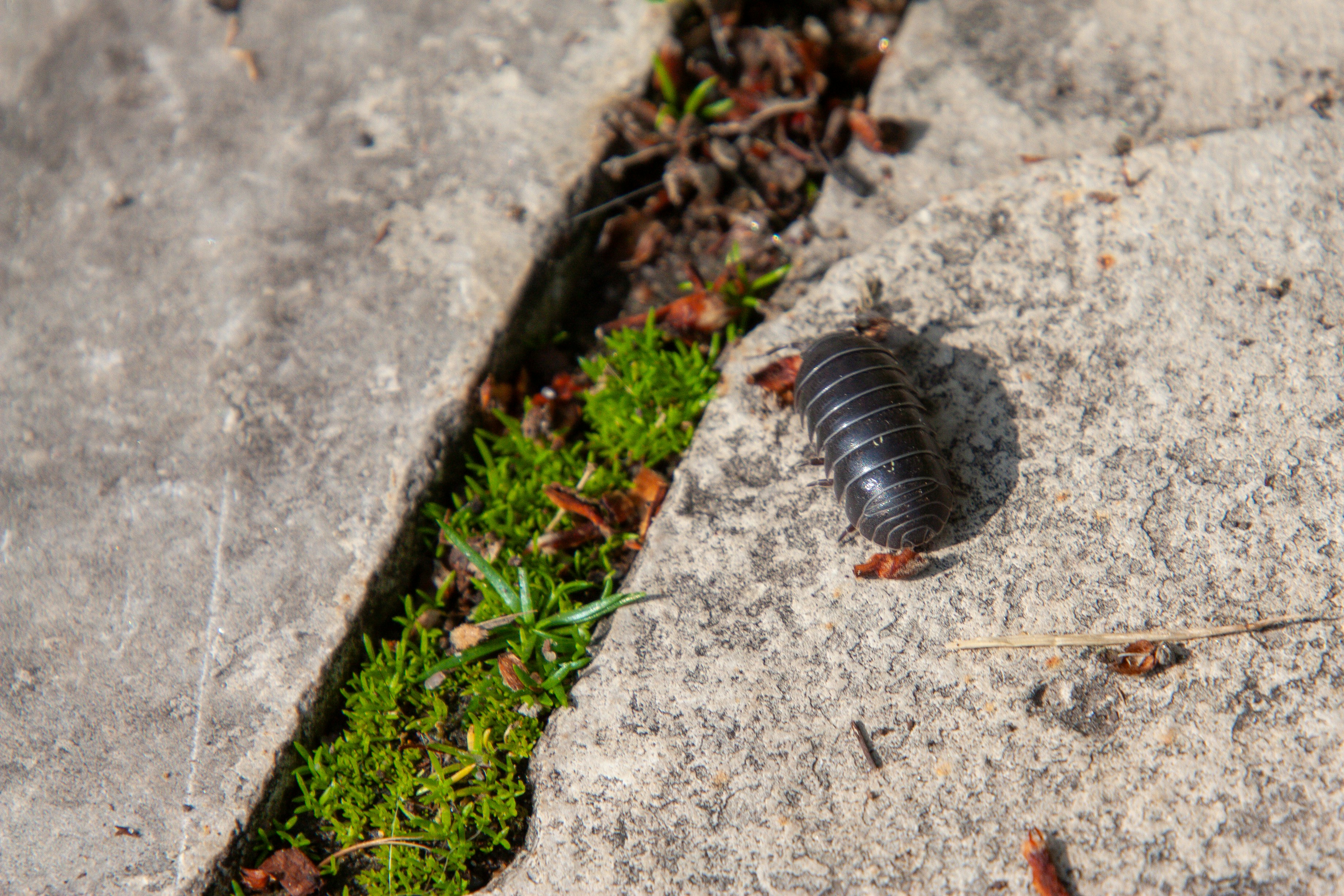 A pill bug curled on a stone with moss.