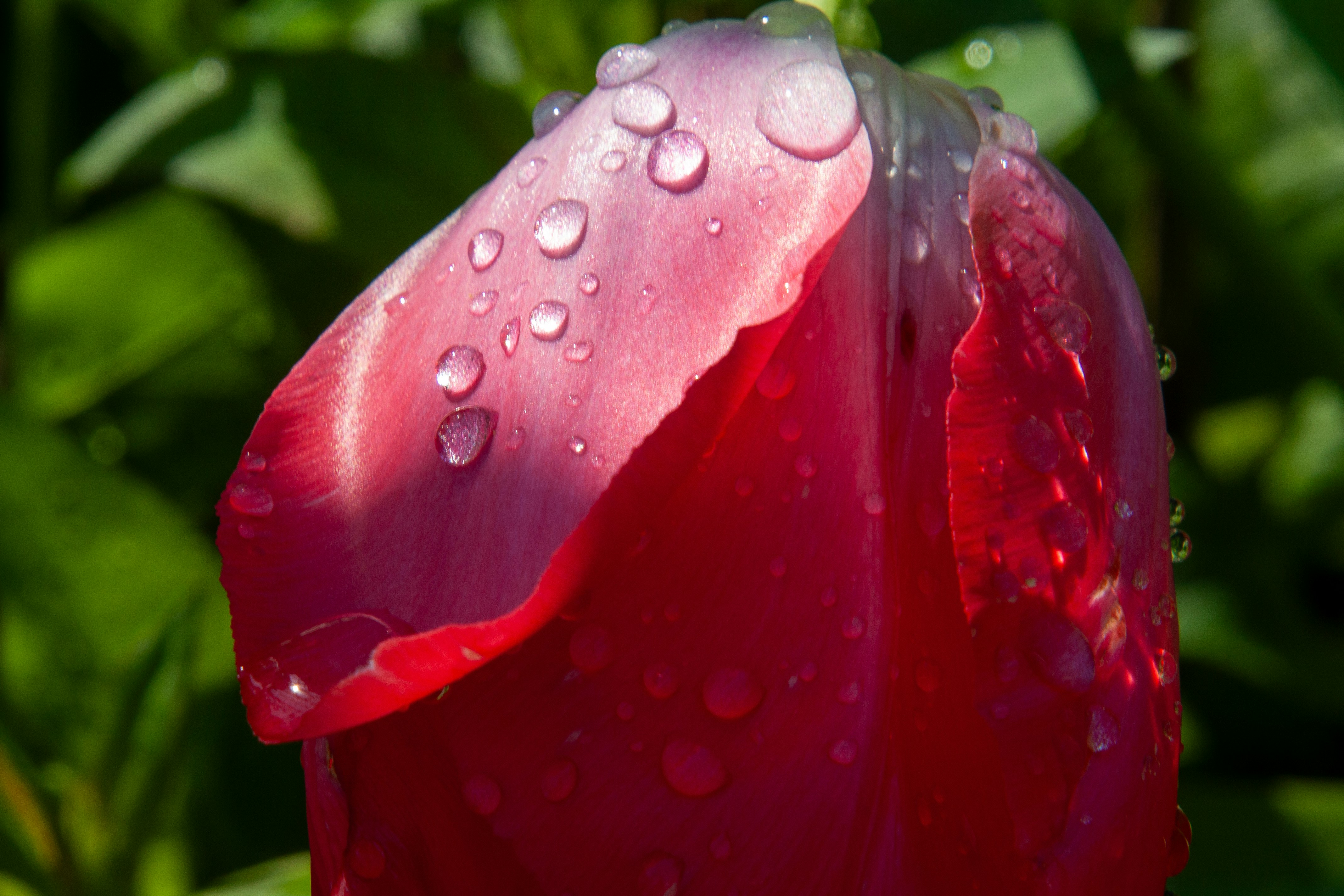 Vibrant red tulip petal covered in fresh water droplets.