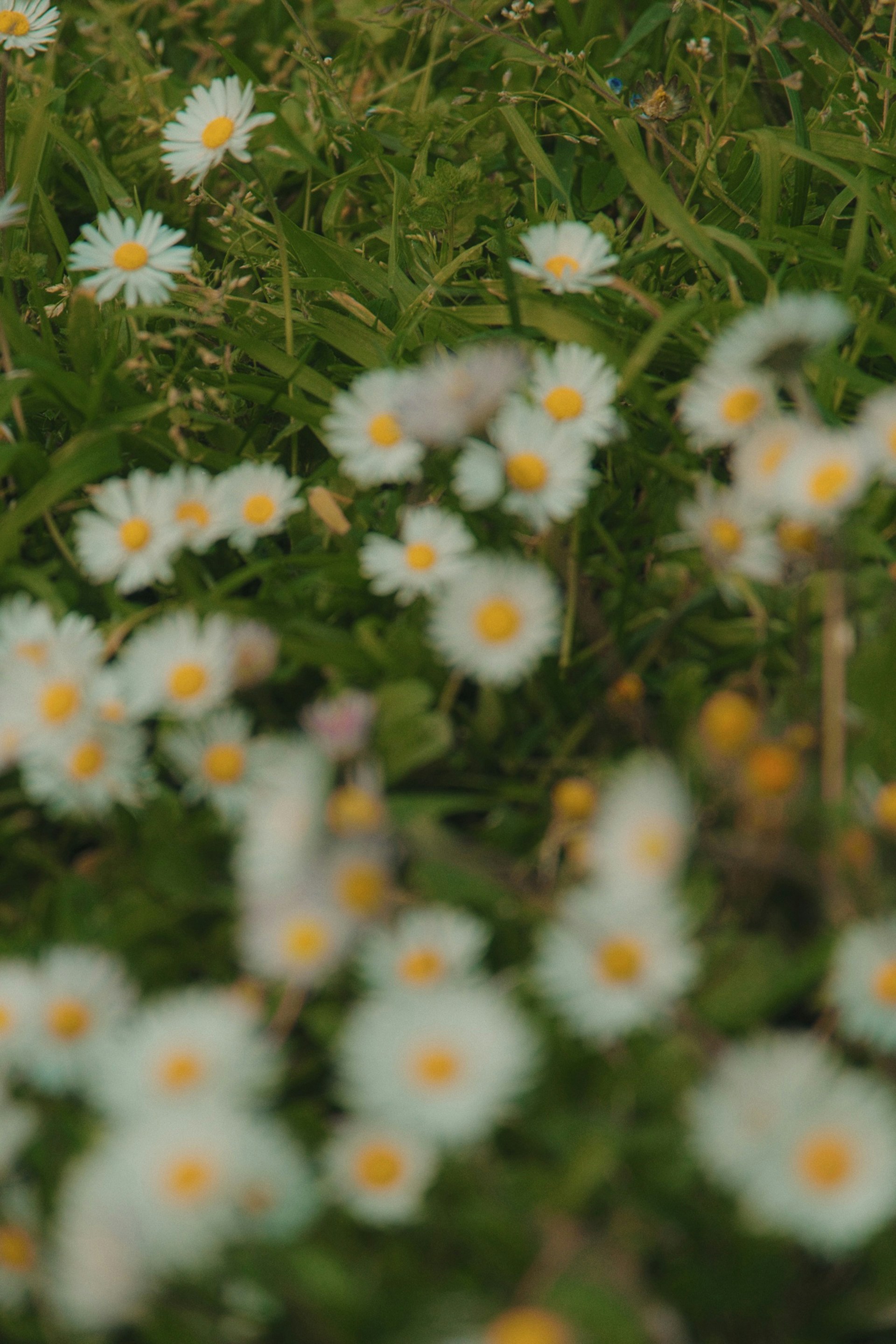 Photo by gokhannn