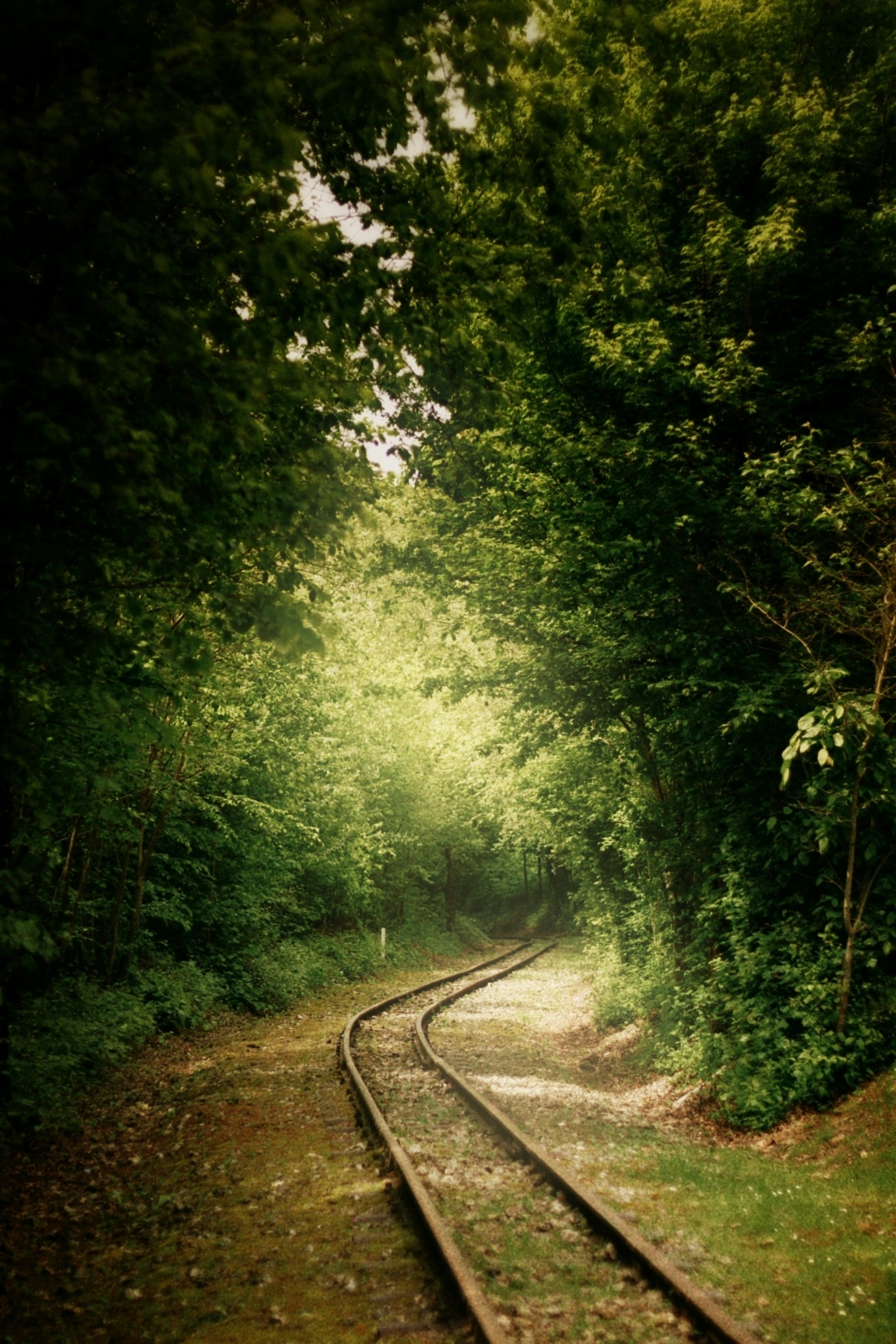 A winding train track disappears into a lush green forest