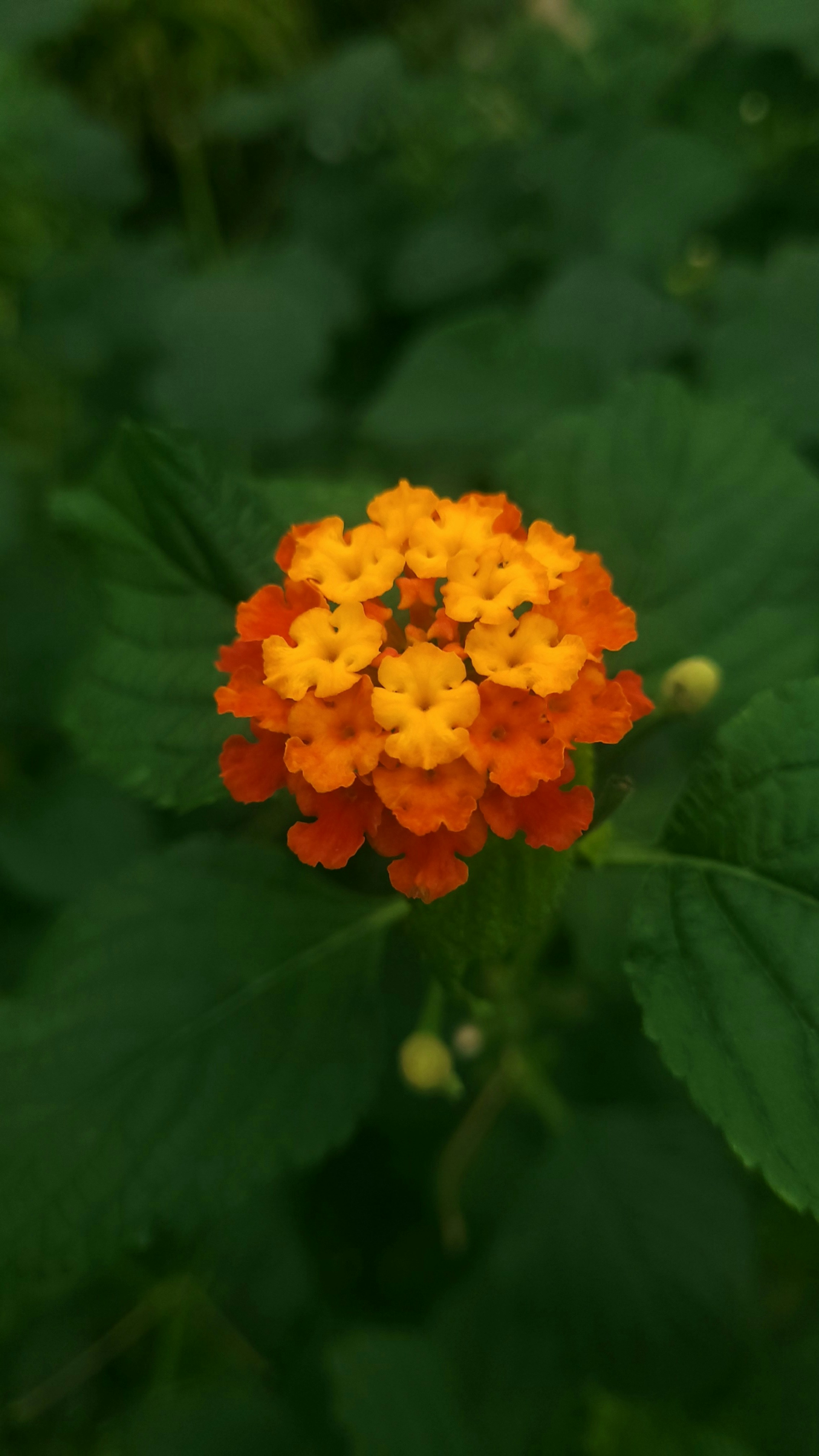 Photo by heidilong1125